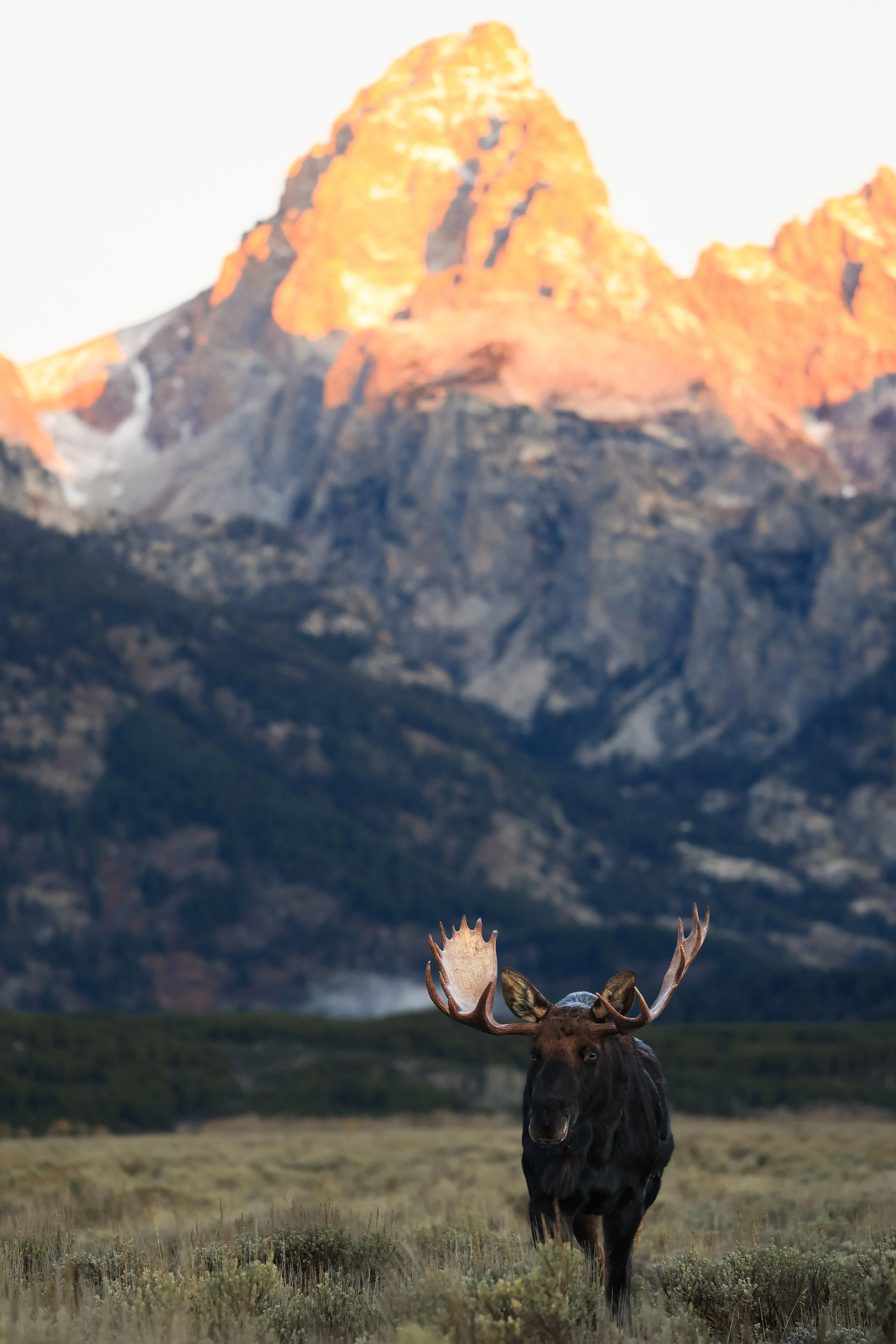 Grand Teton Moose.jpg