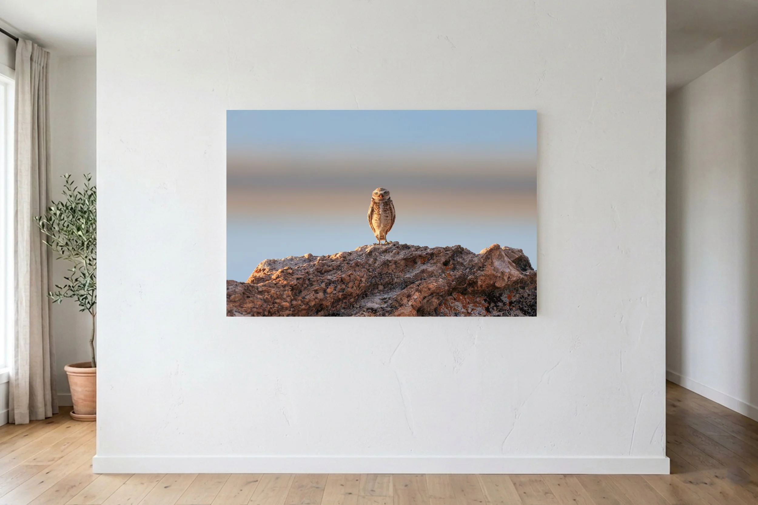 Burrowing Owl At Sunset