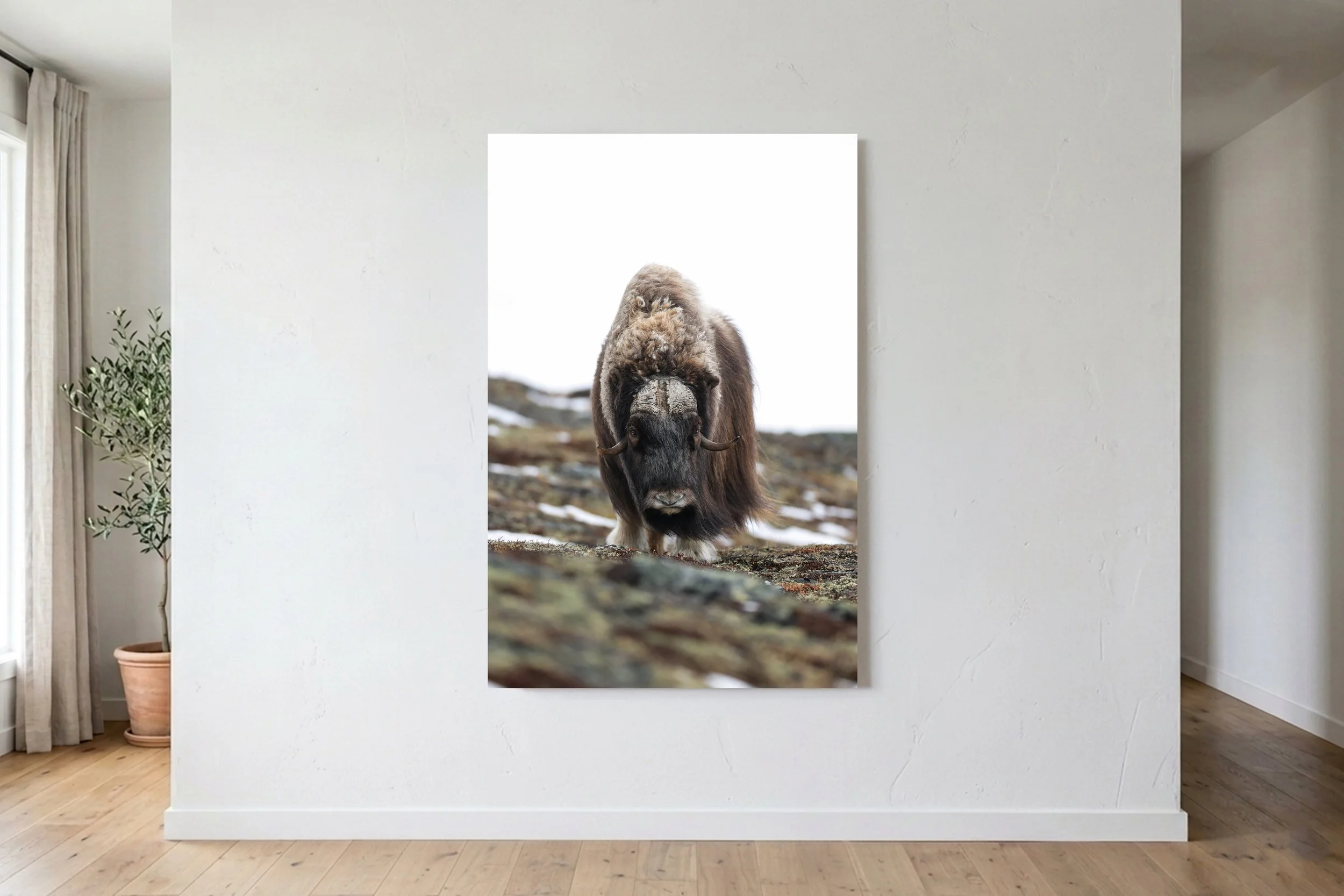 Musk Ox Portrait