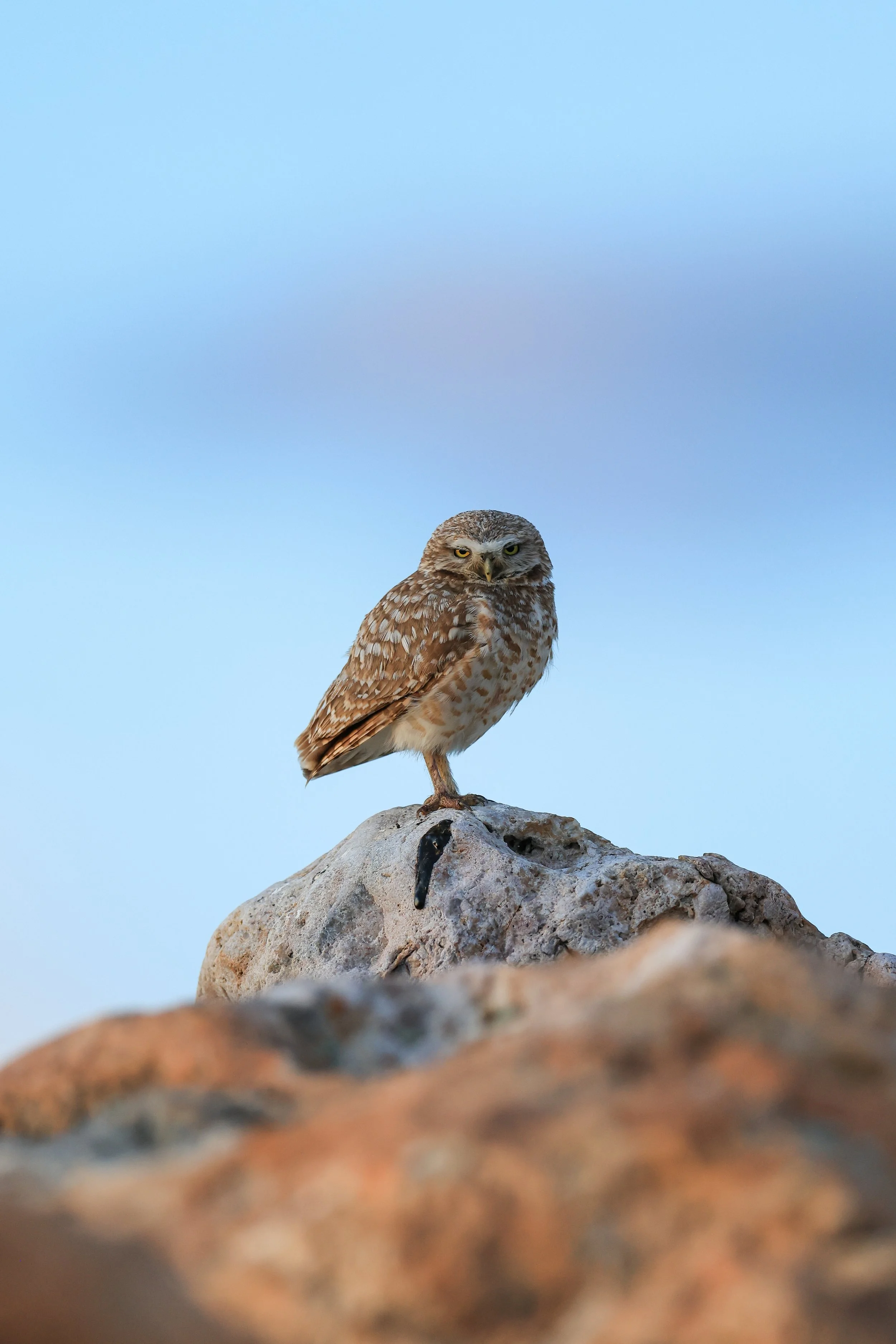 Burrowing Owl