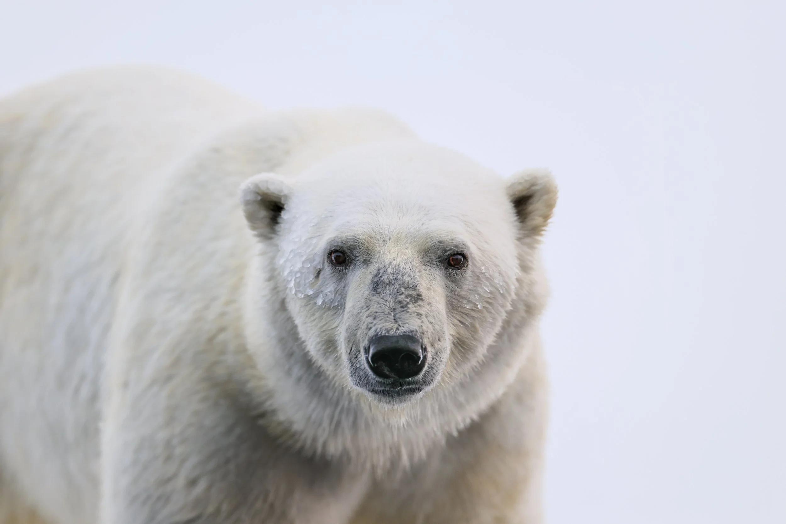 Polar Bear