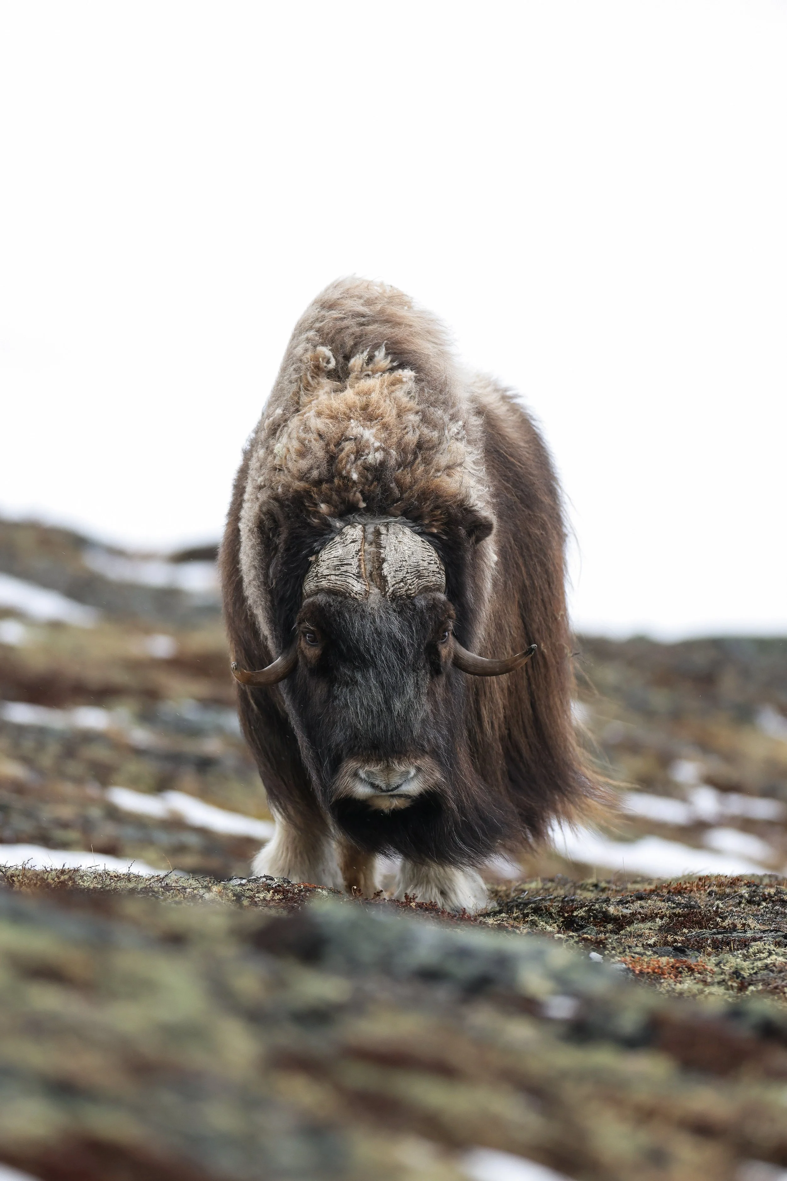 Musk Ox Portrait.jpg