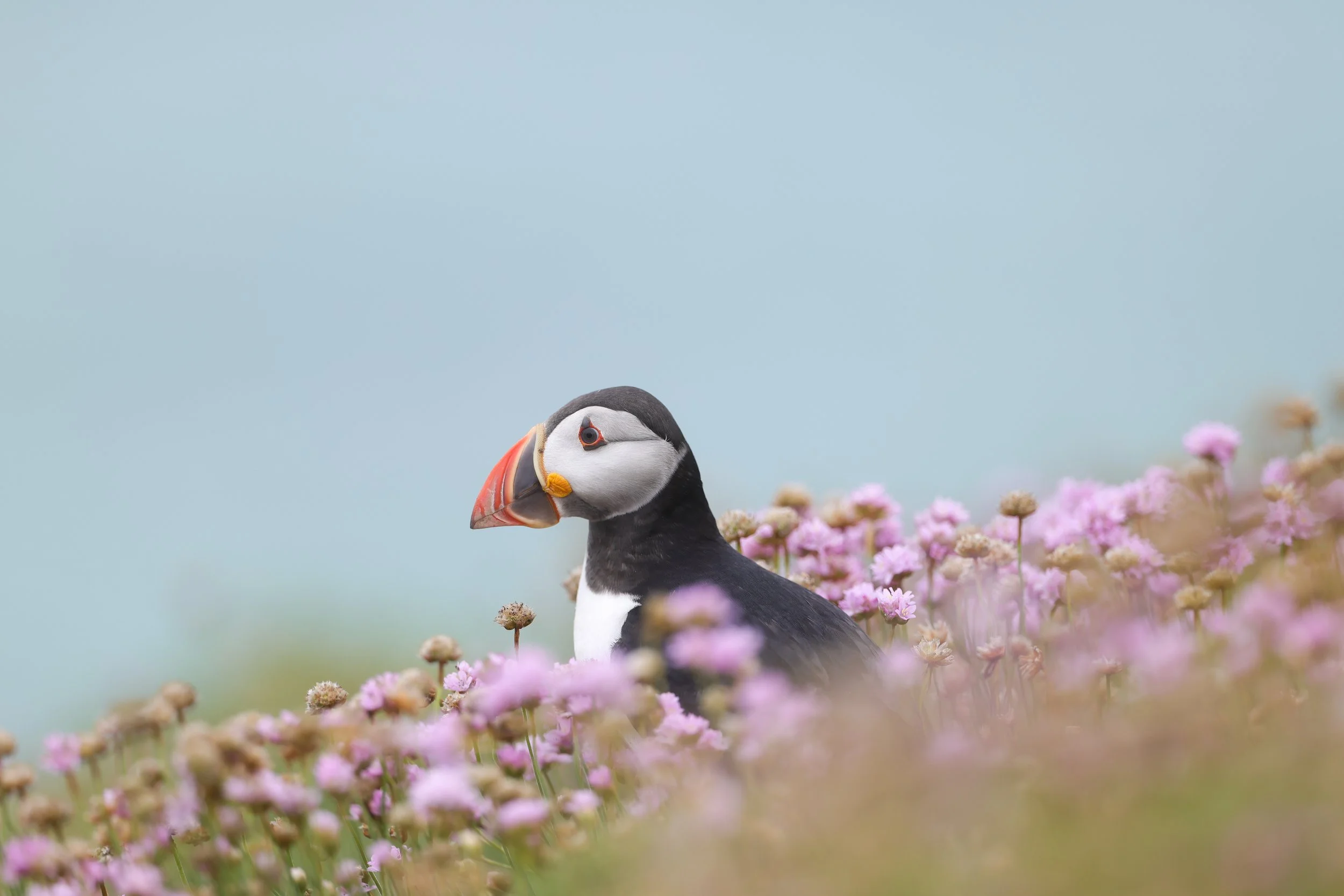 Puffin Flowers
