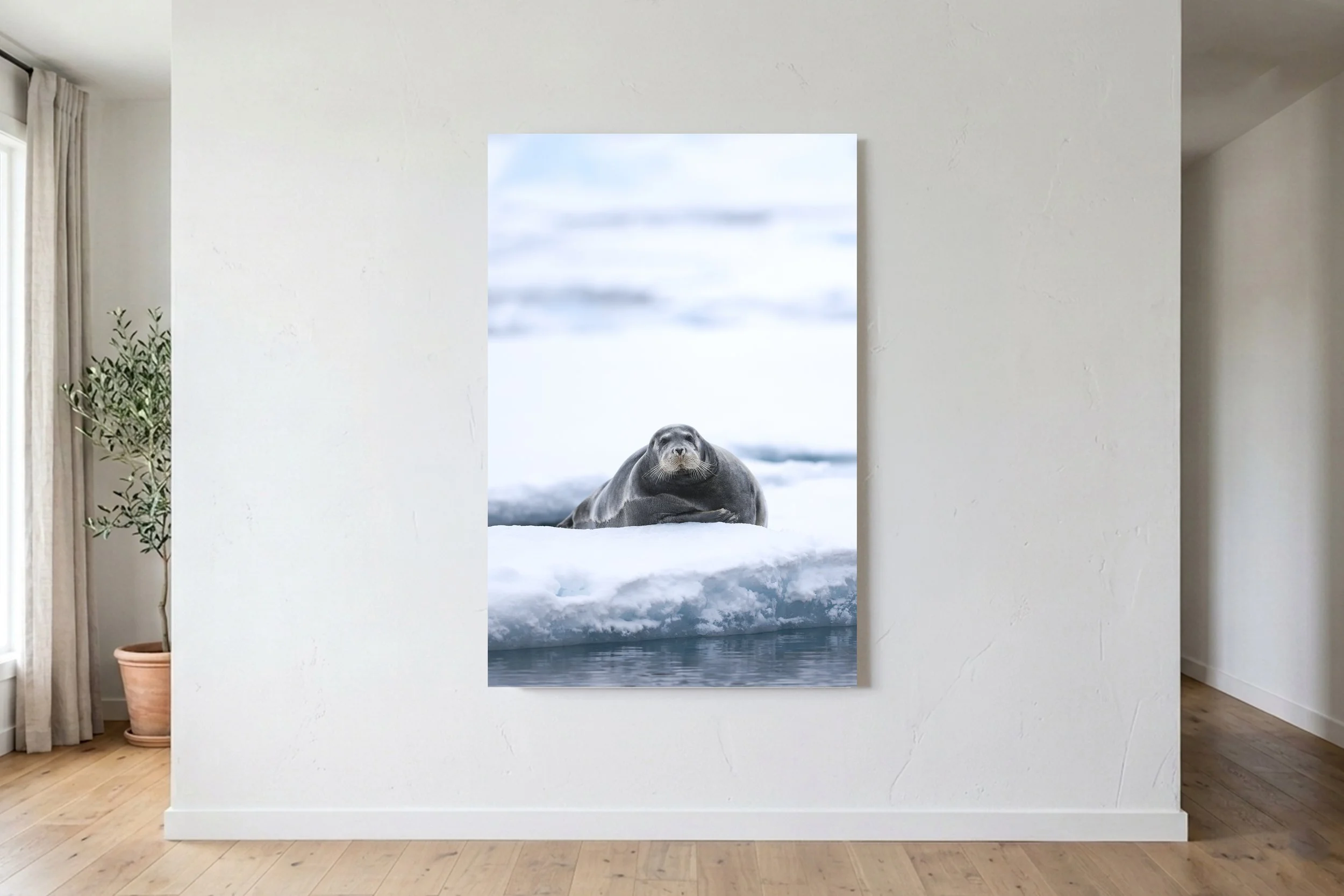 Bearded Seal On Ice Portrait