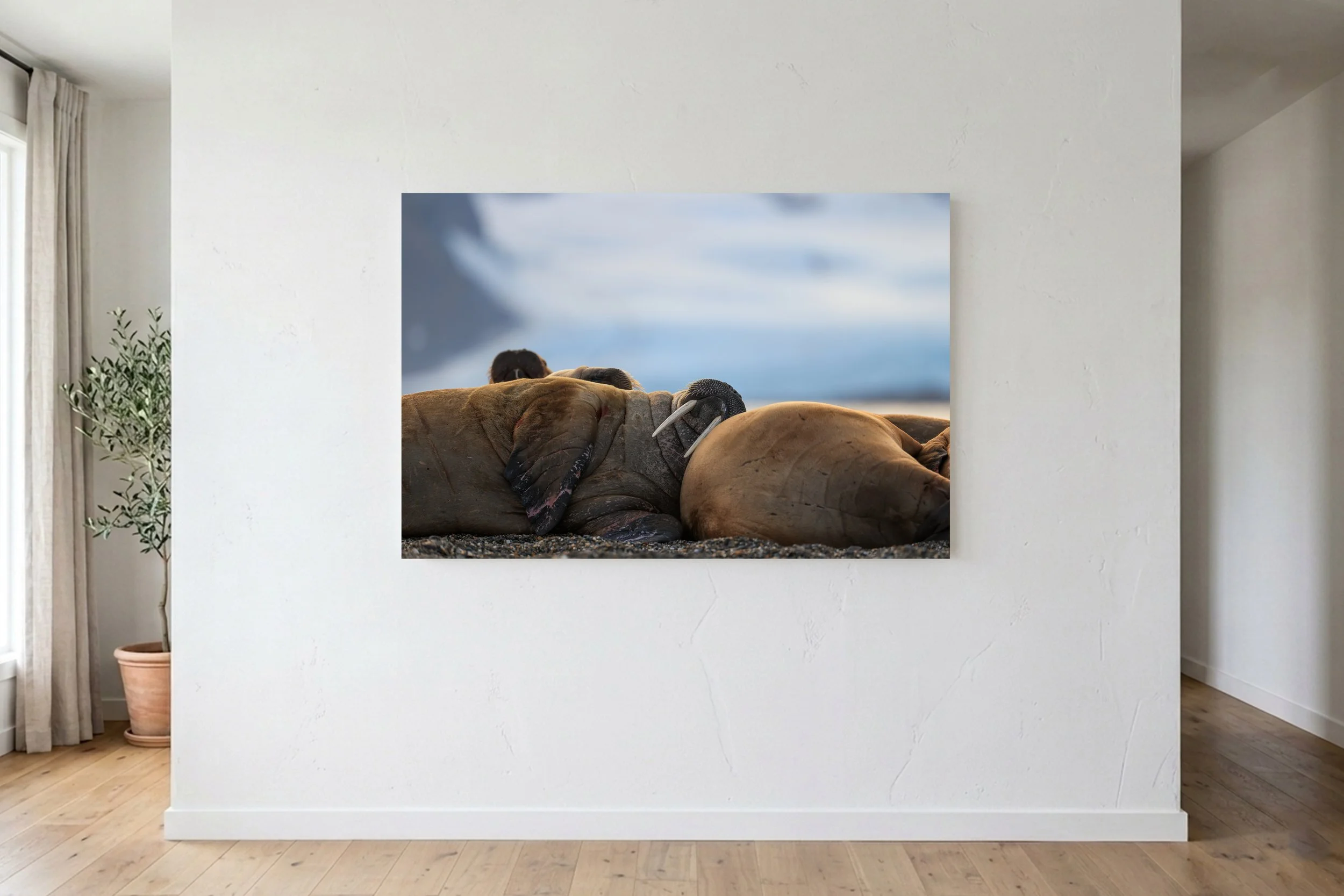Sleepy Walrus