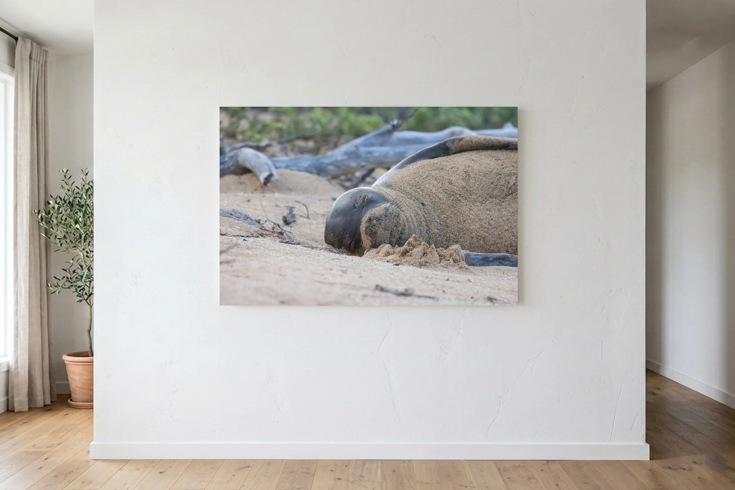 Sleepy Seal