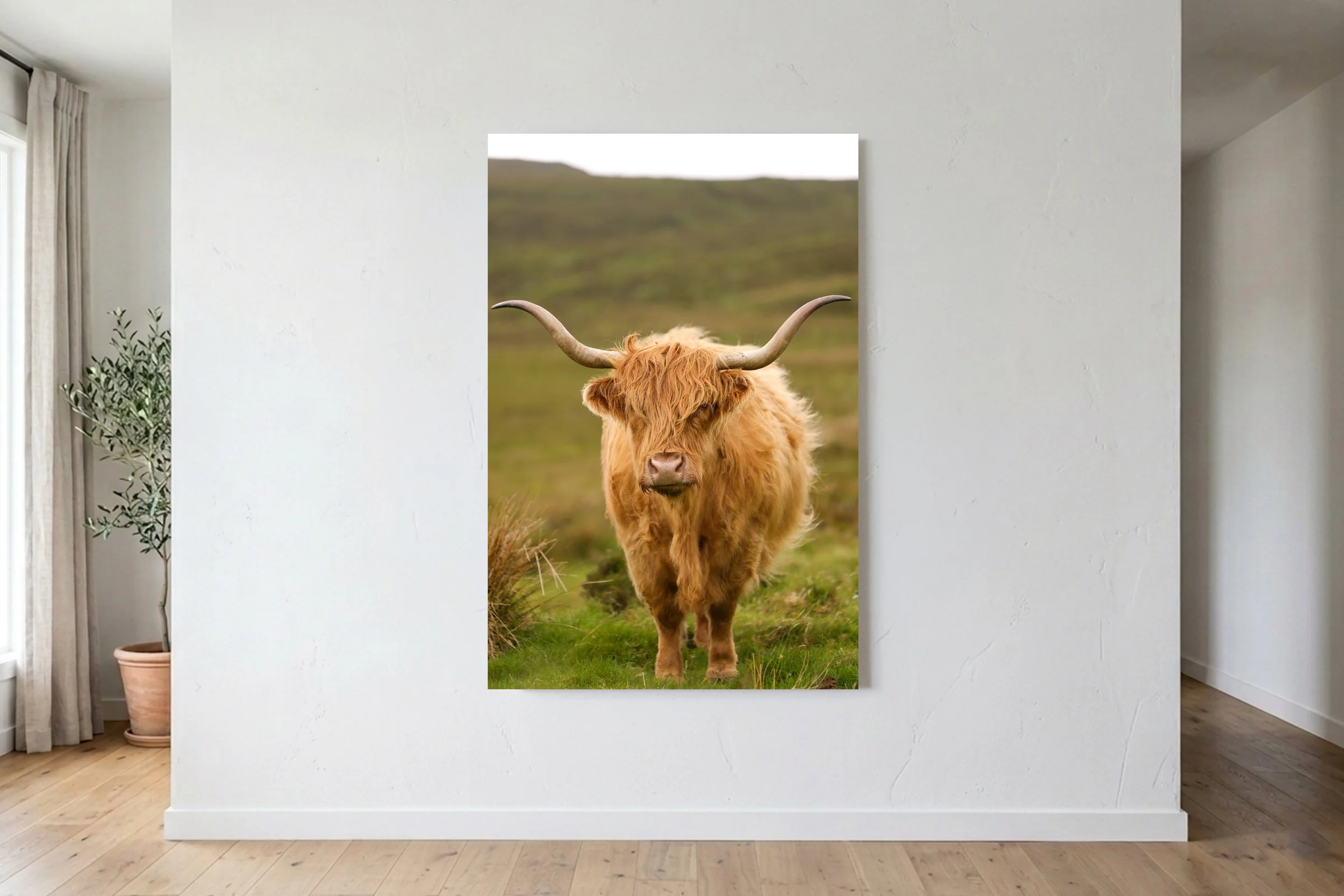 Highland Cow Portrait