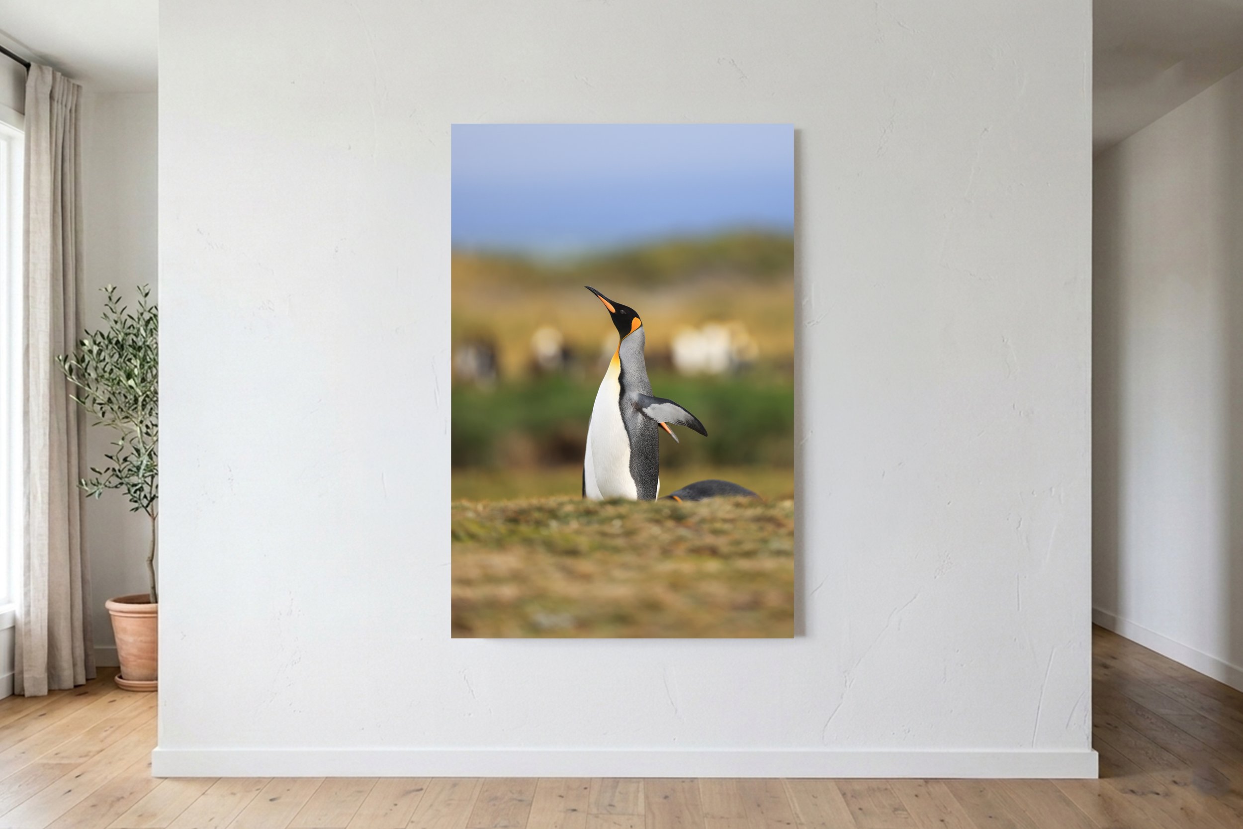 Pingüino Rey