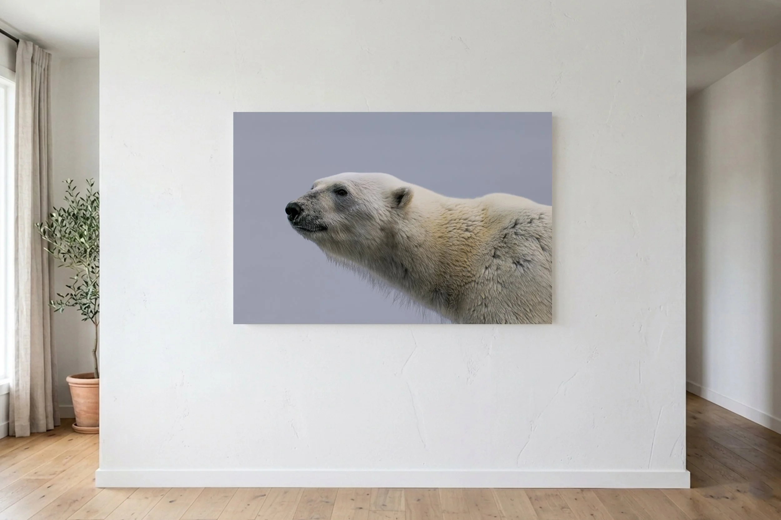 Ursus Maritimus On Wall.jpg