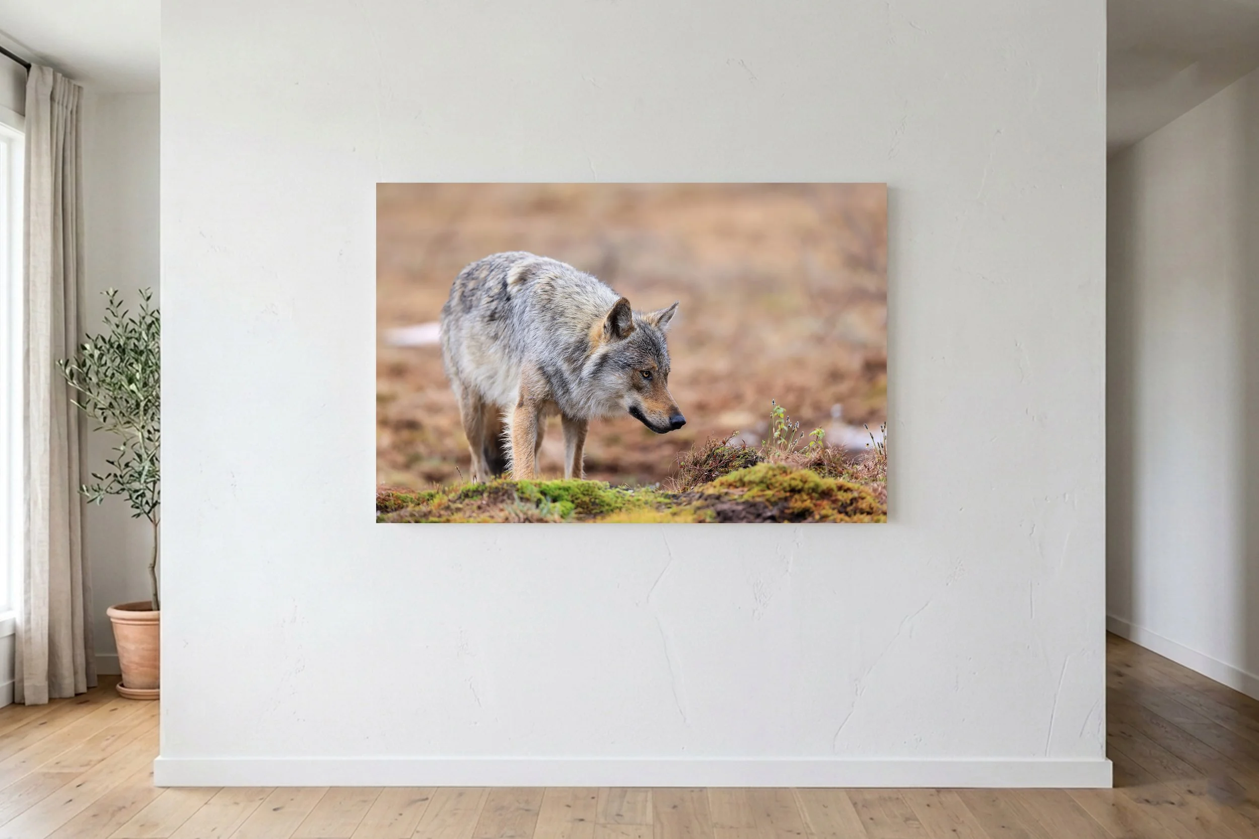 Wolf