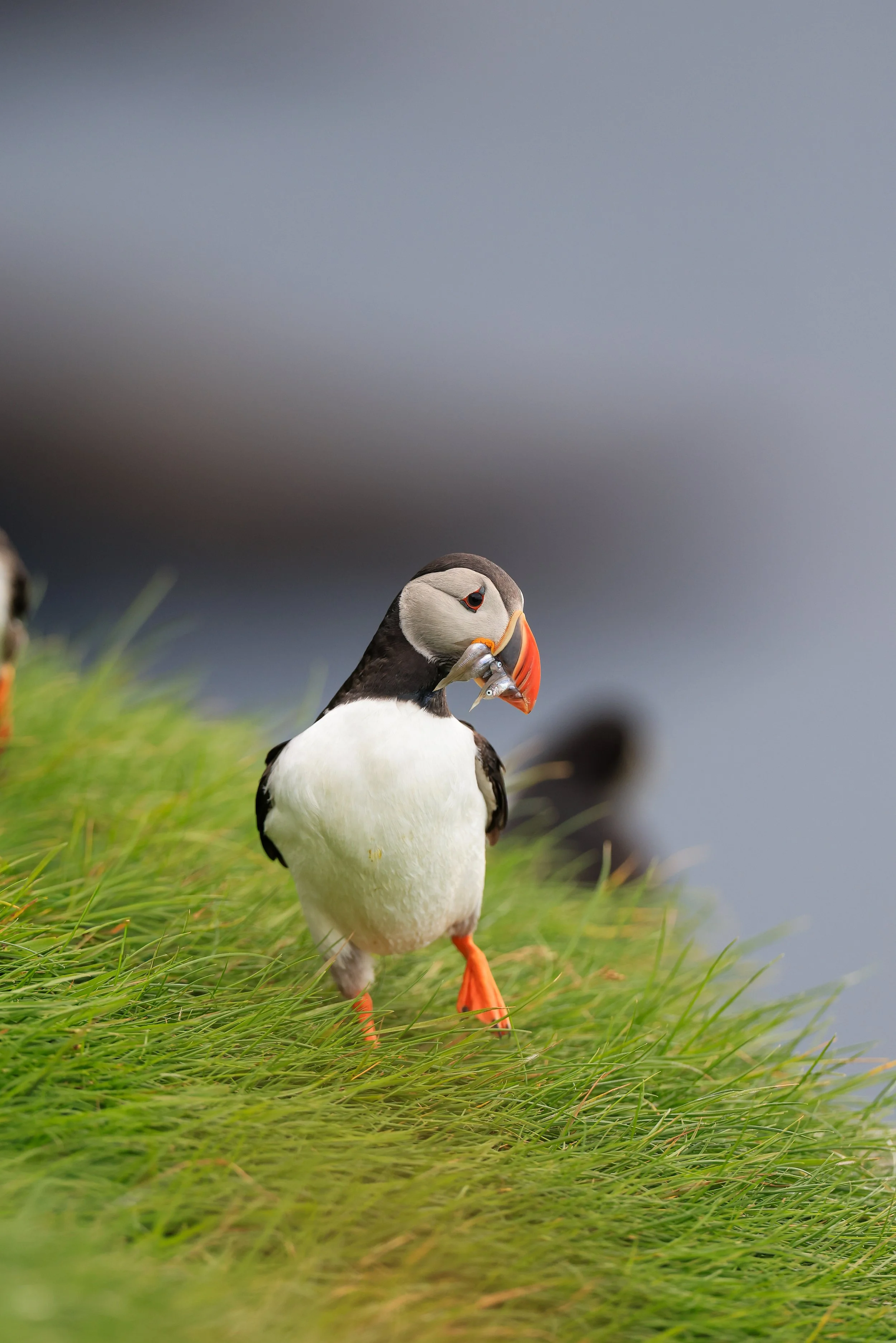 Puffin With Fish Portrait.jpg