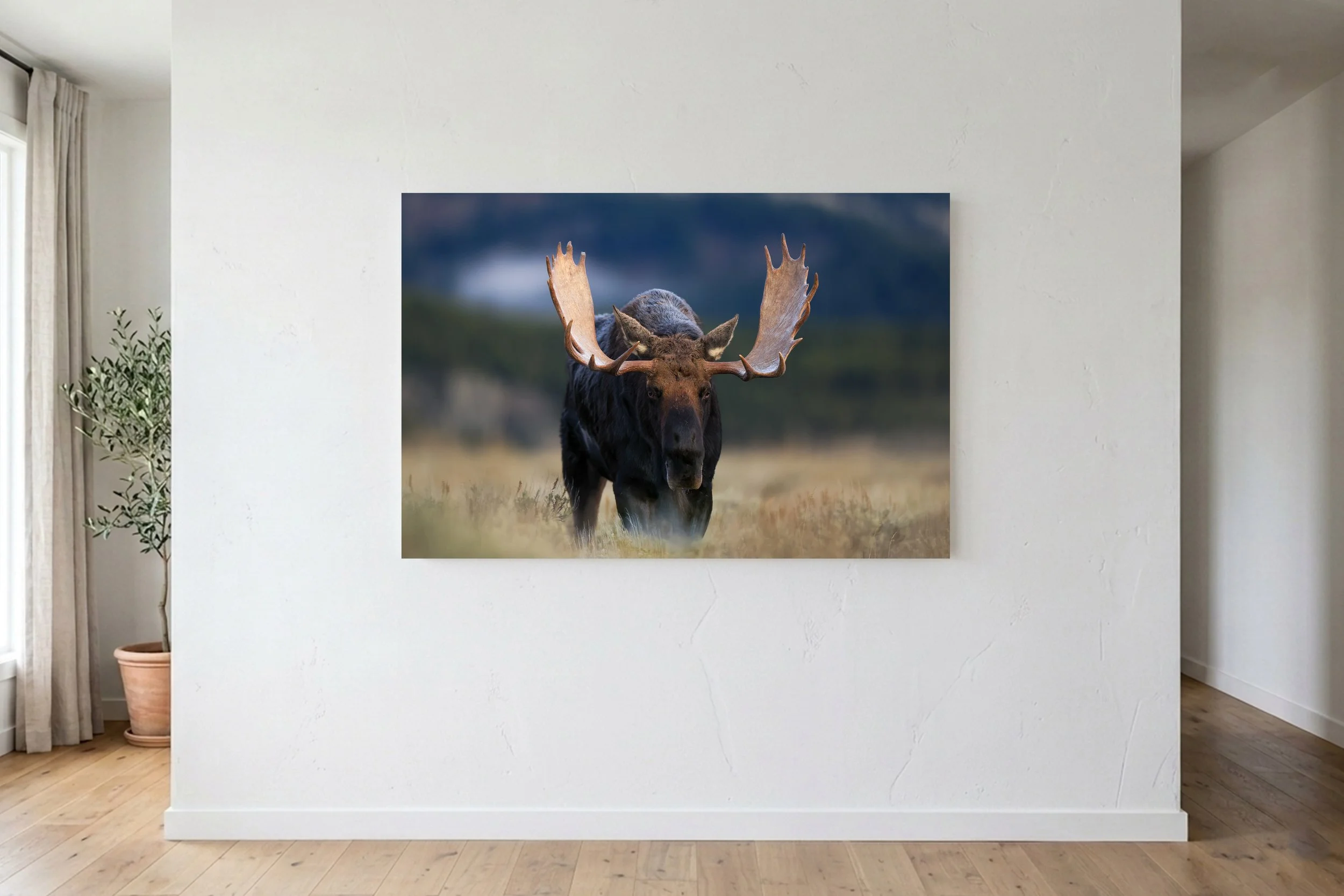Moose On Wall.jpg