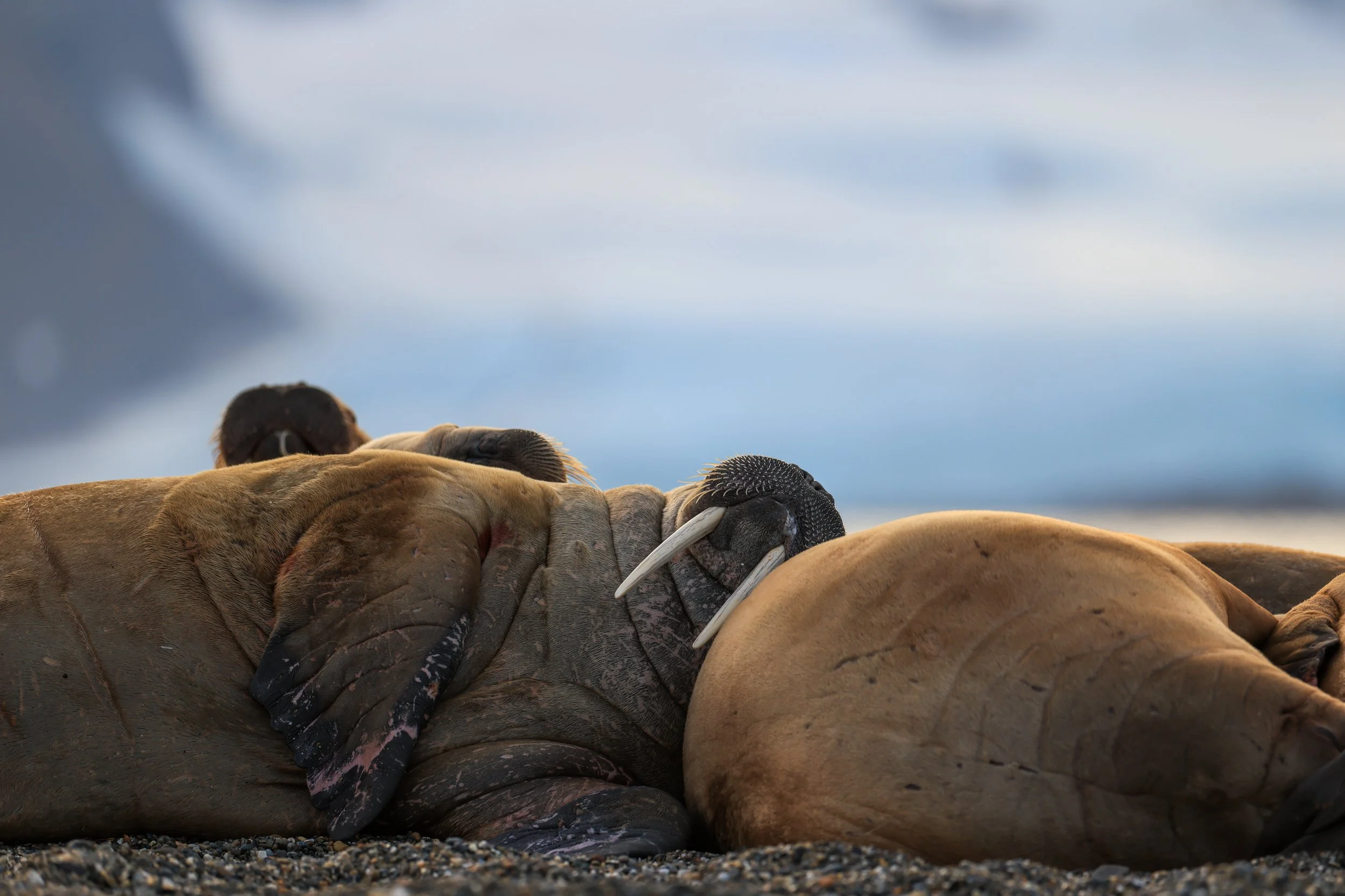 Sleepy Walrus