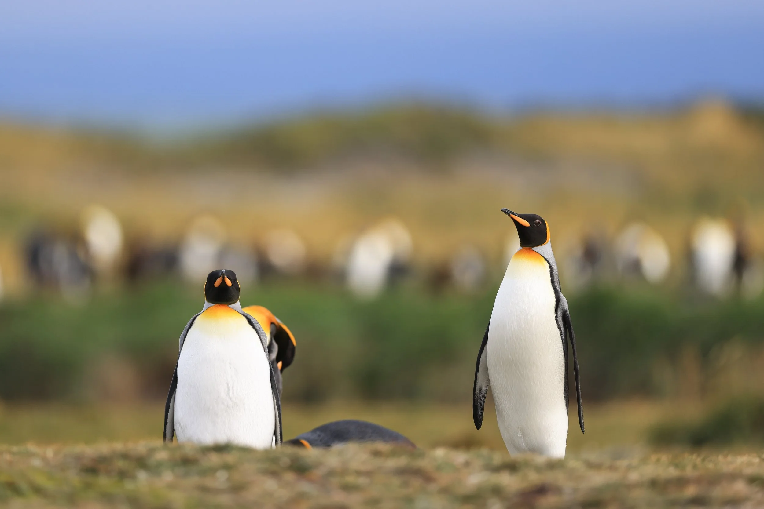King Penguin