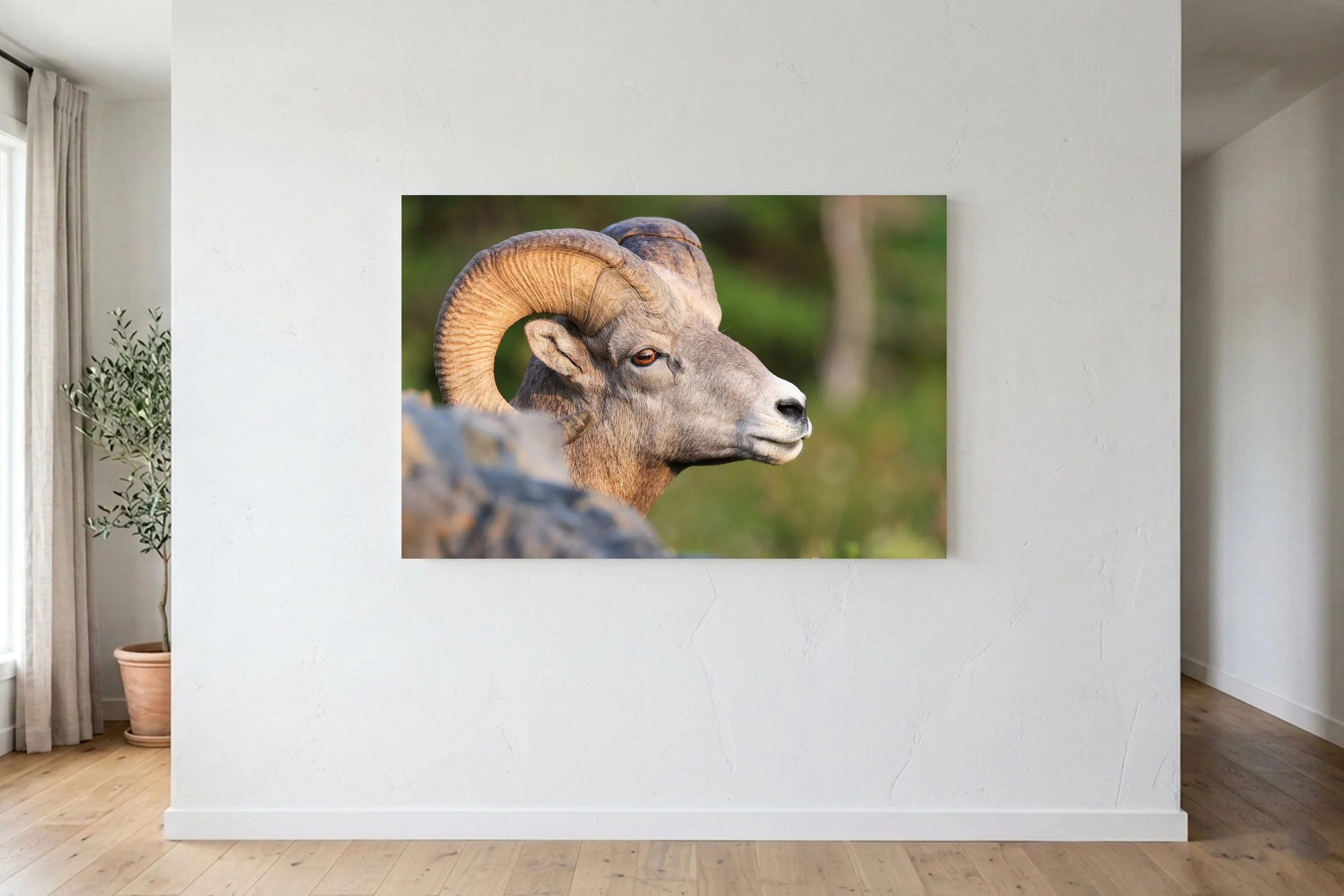 Big Horn