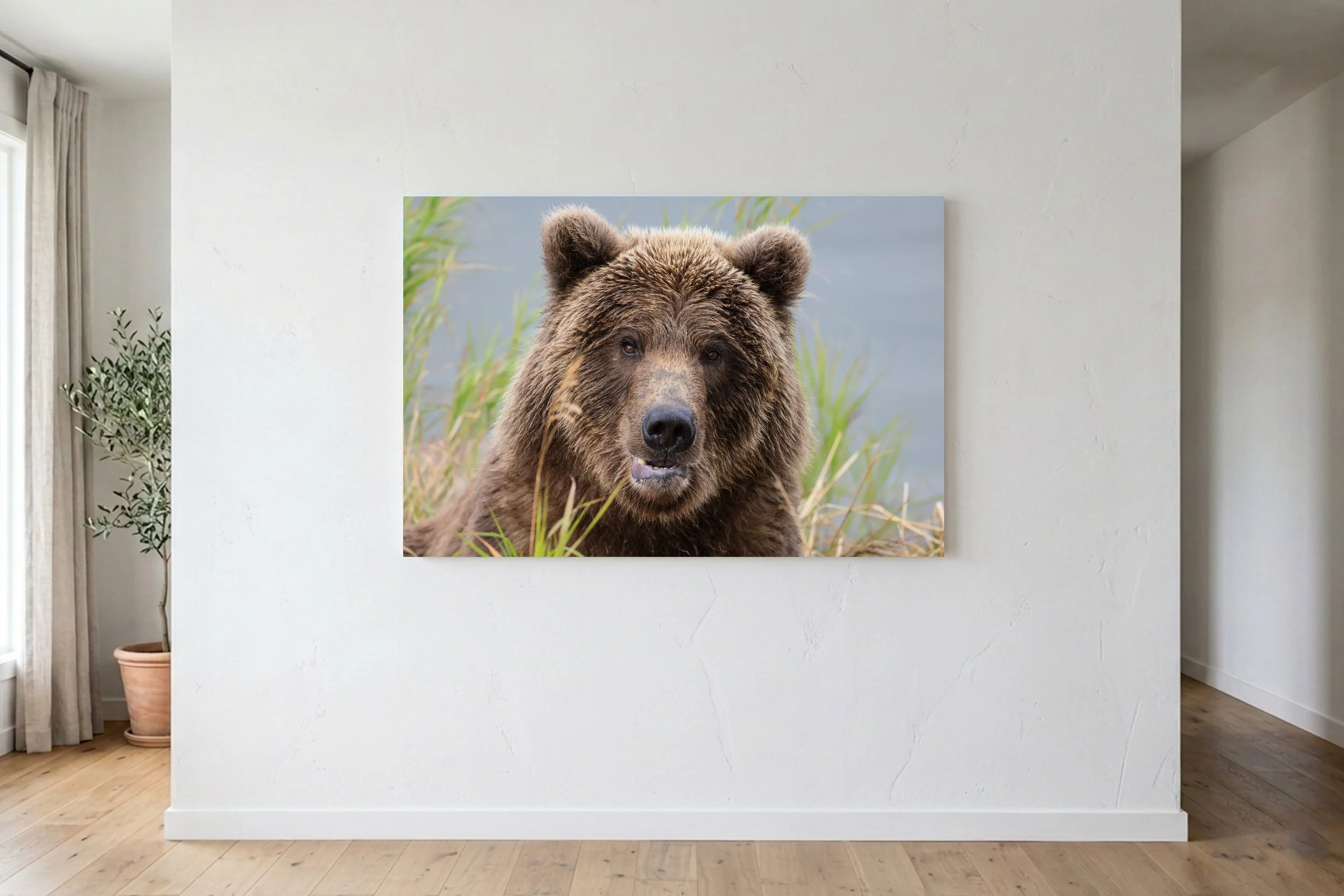 Bear