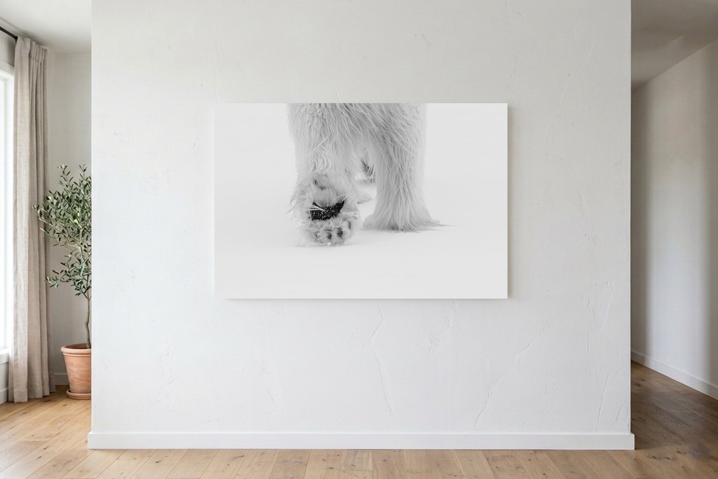 Paw B&W On Wall.jpg