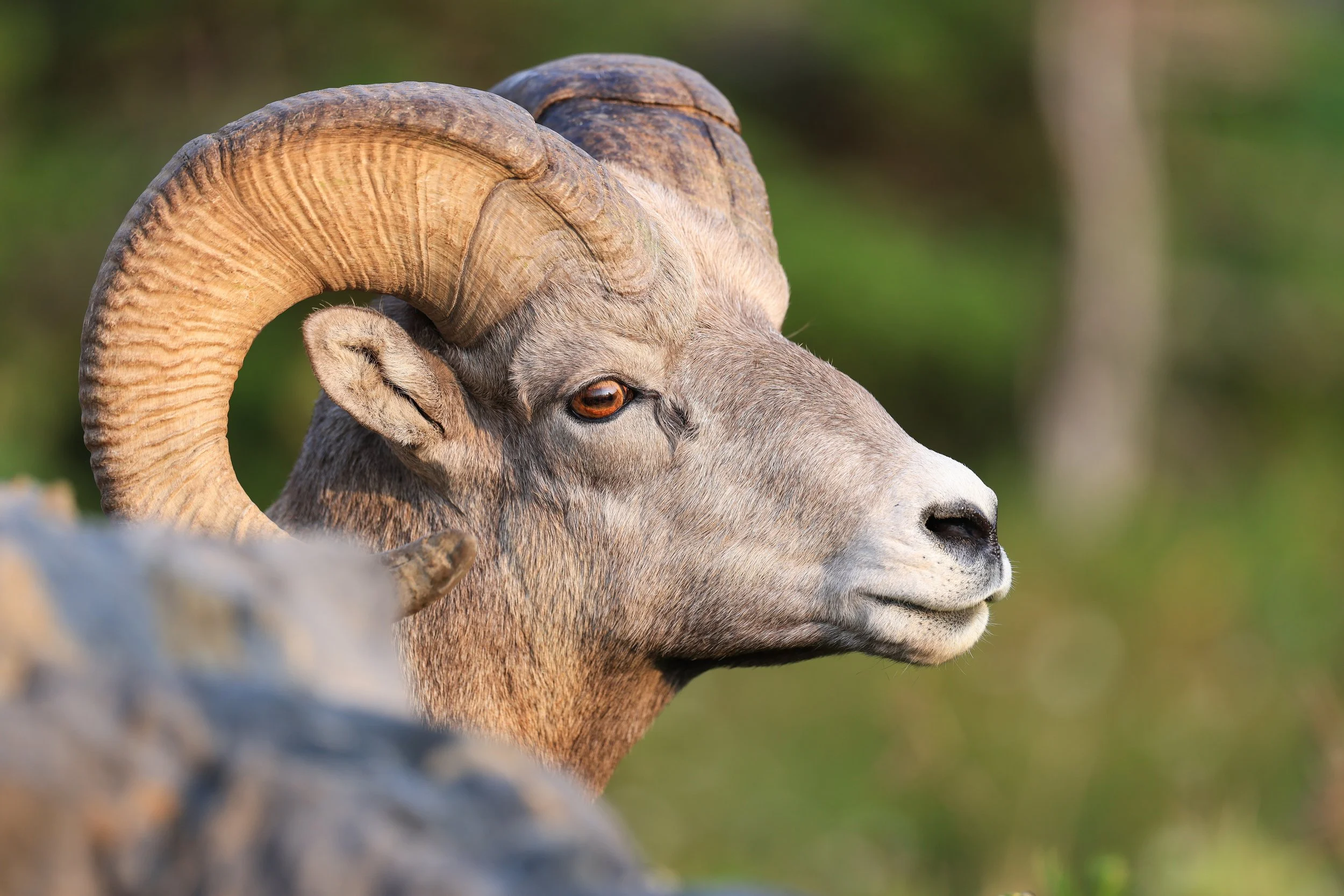 Big Horn