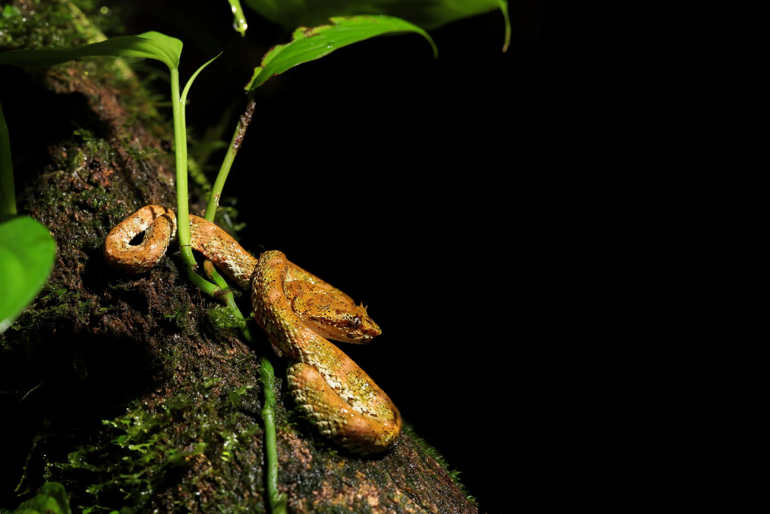 Eyelash Viper