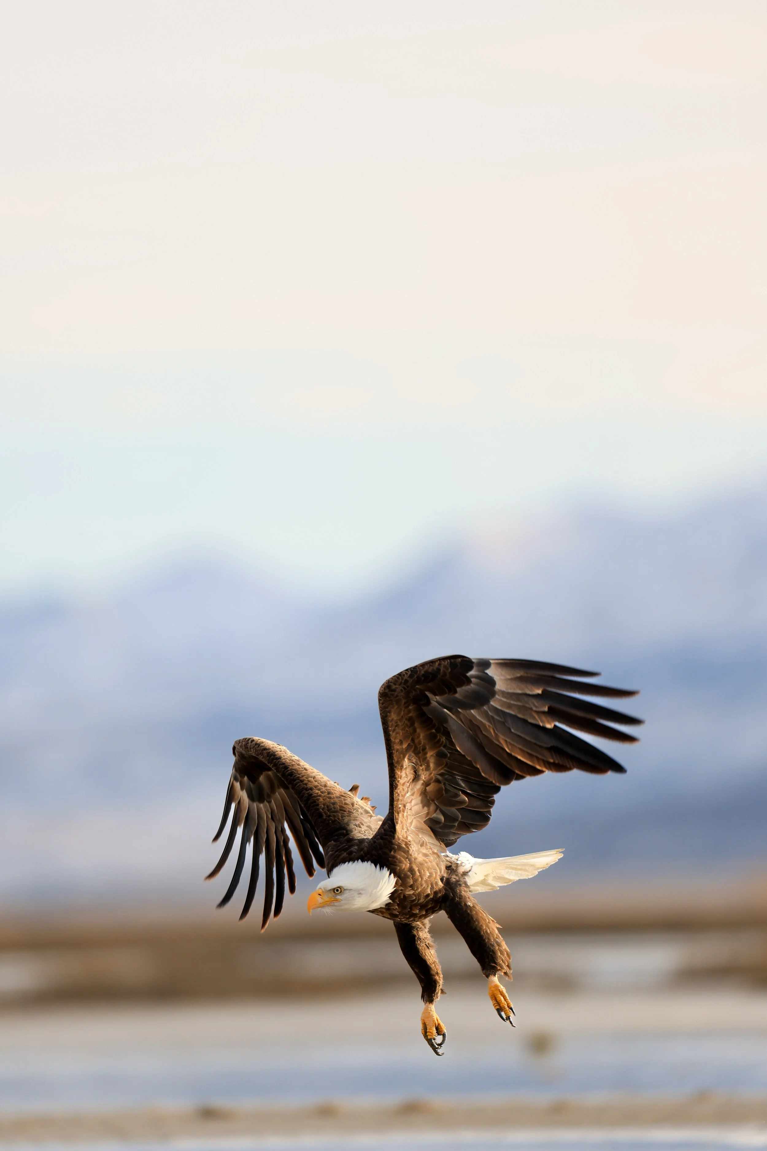 Eagle In Flight.jpg