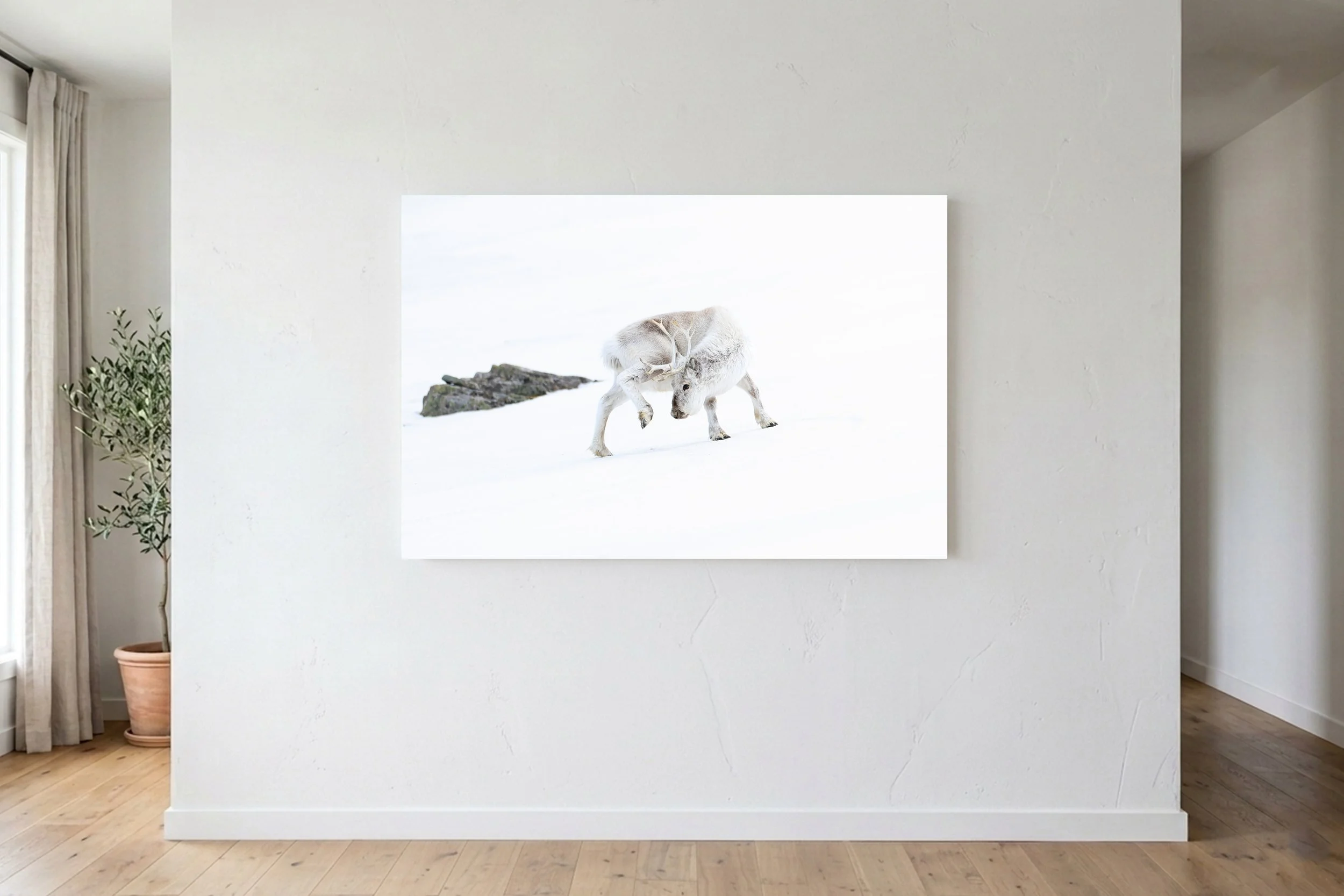 Svalbard Reindeer