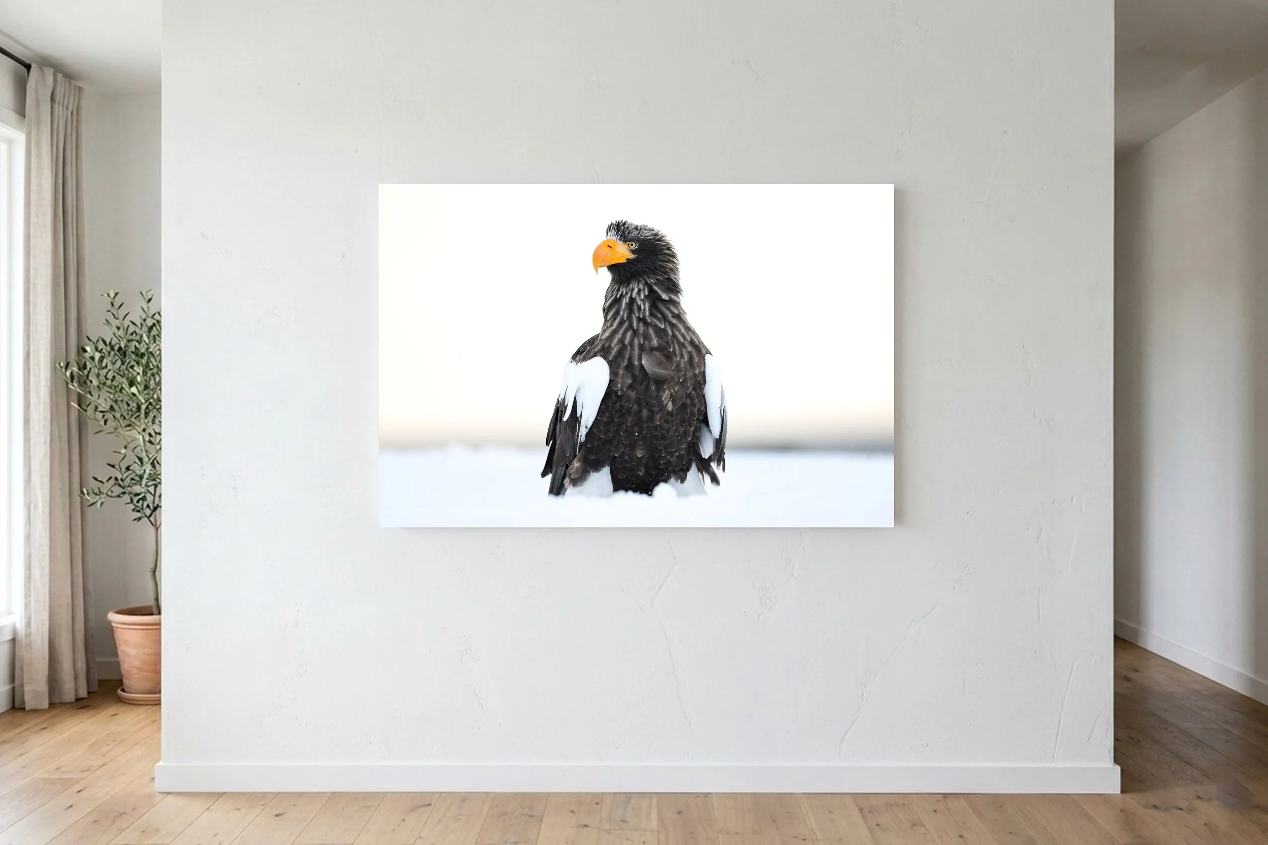 Stellars Sea Eagle