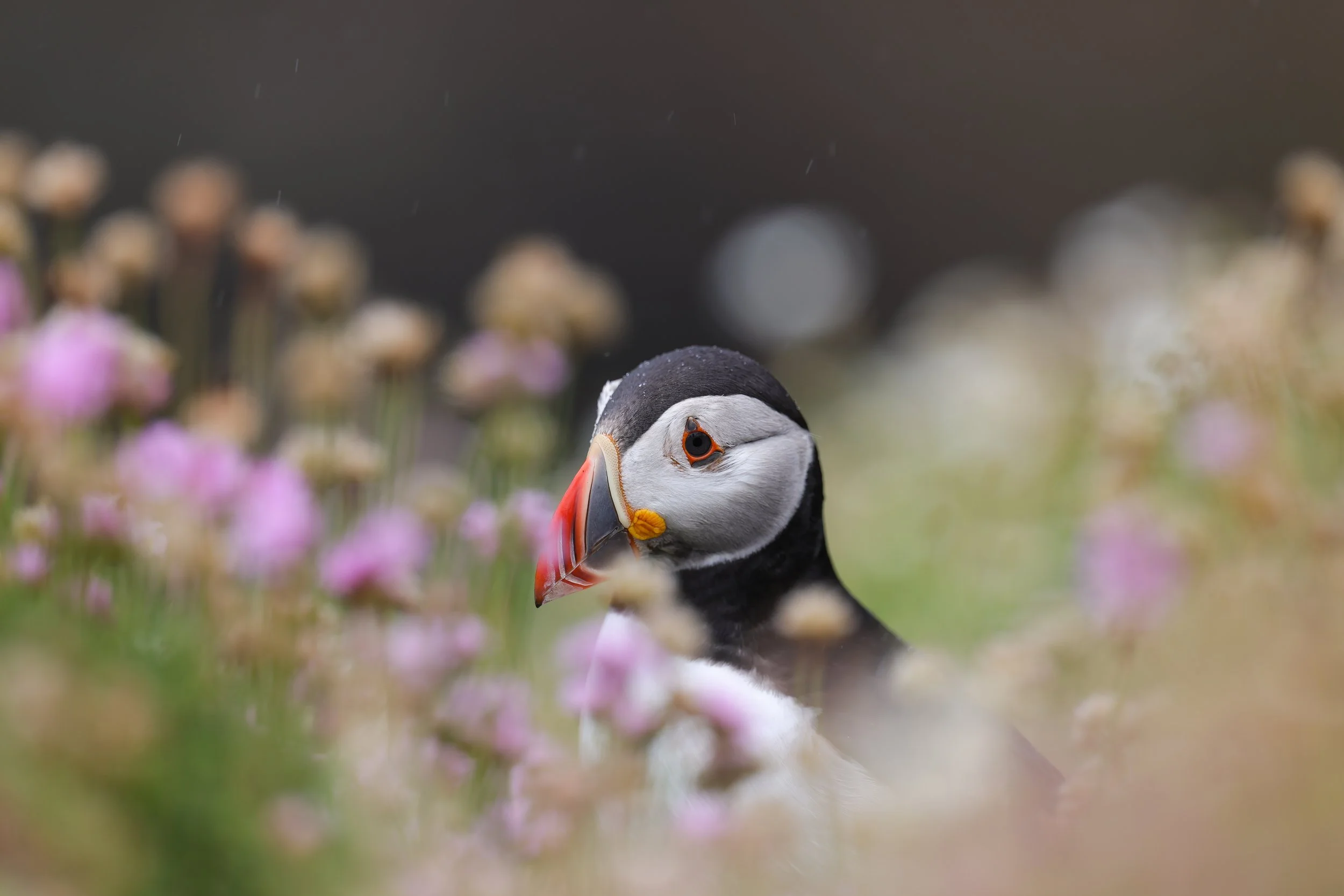 Puffin Peek