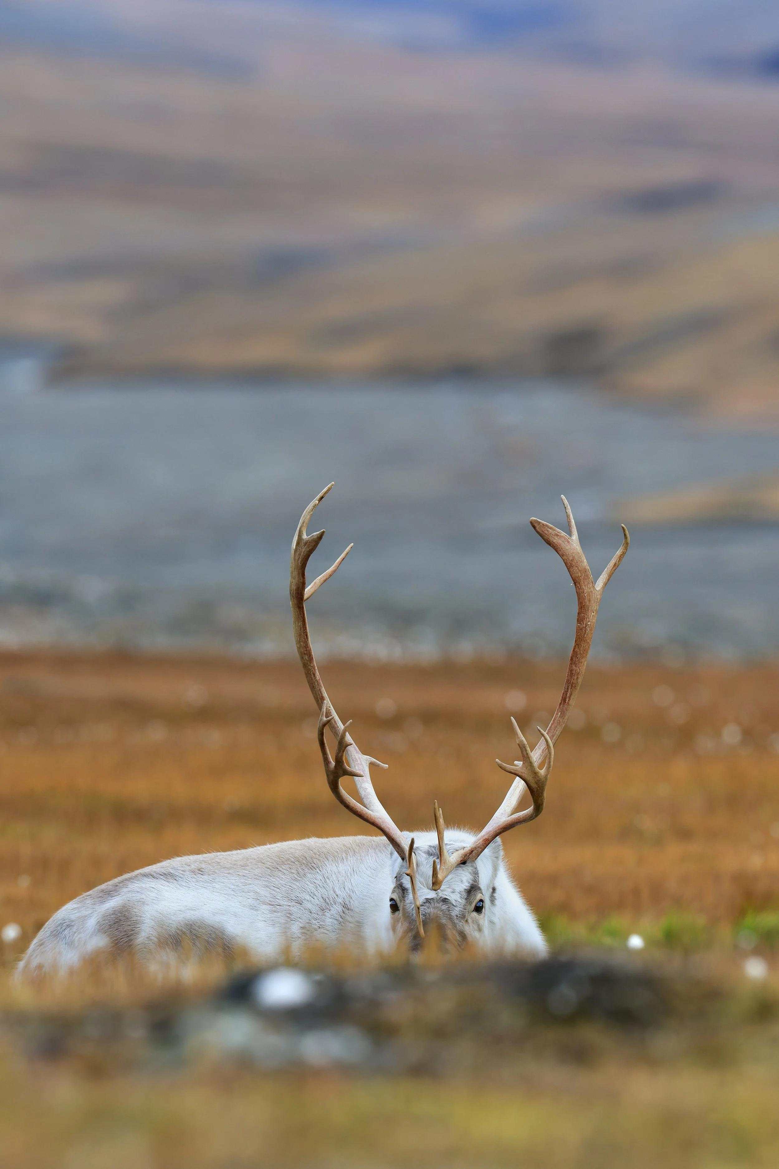 Reindeer Peek.jpg