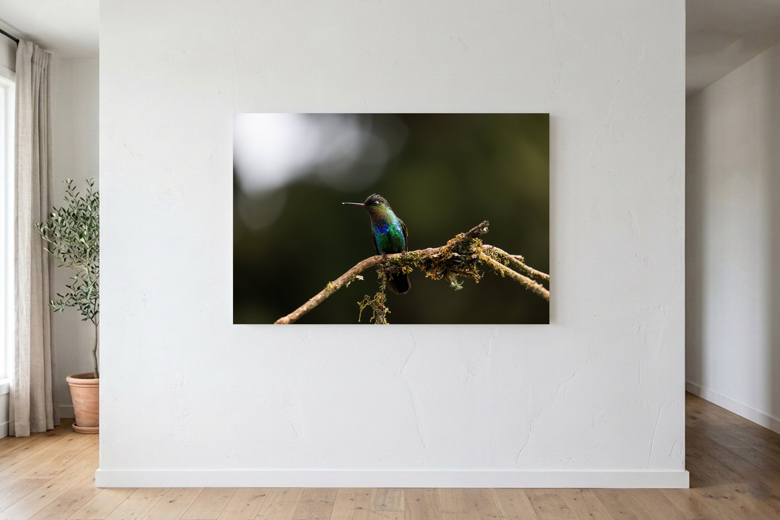 Costa Rica Hummingbird