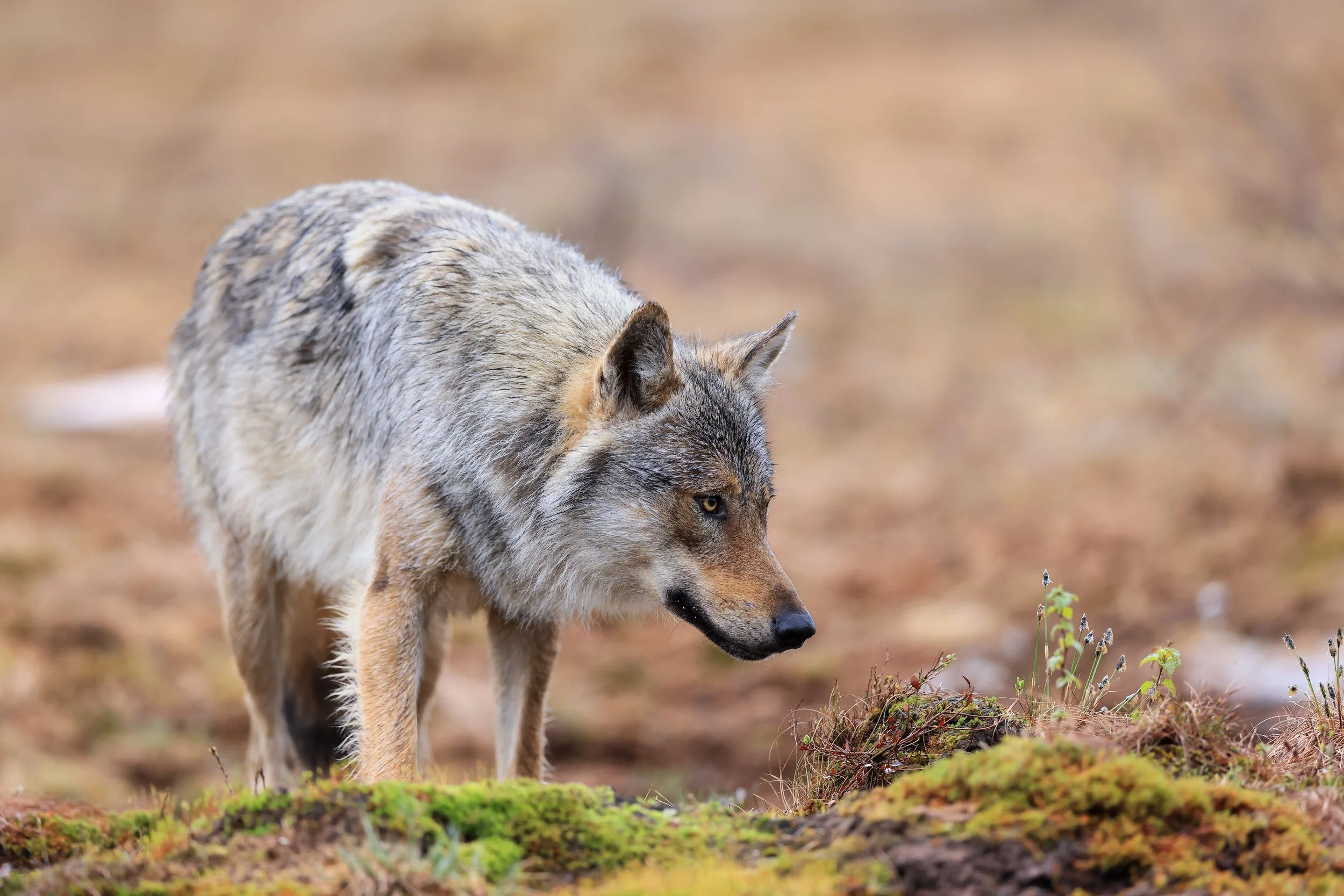 Wolf