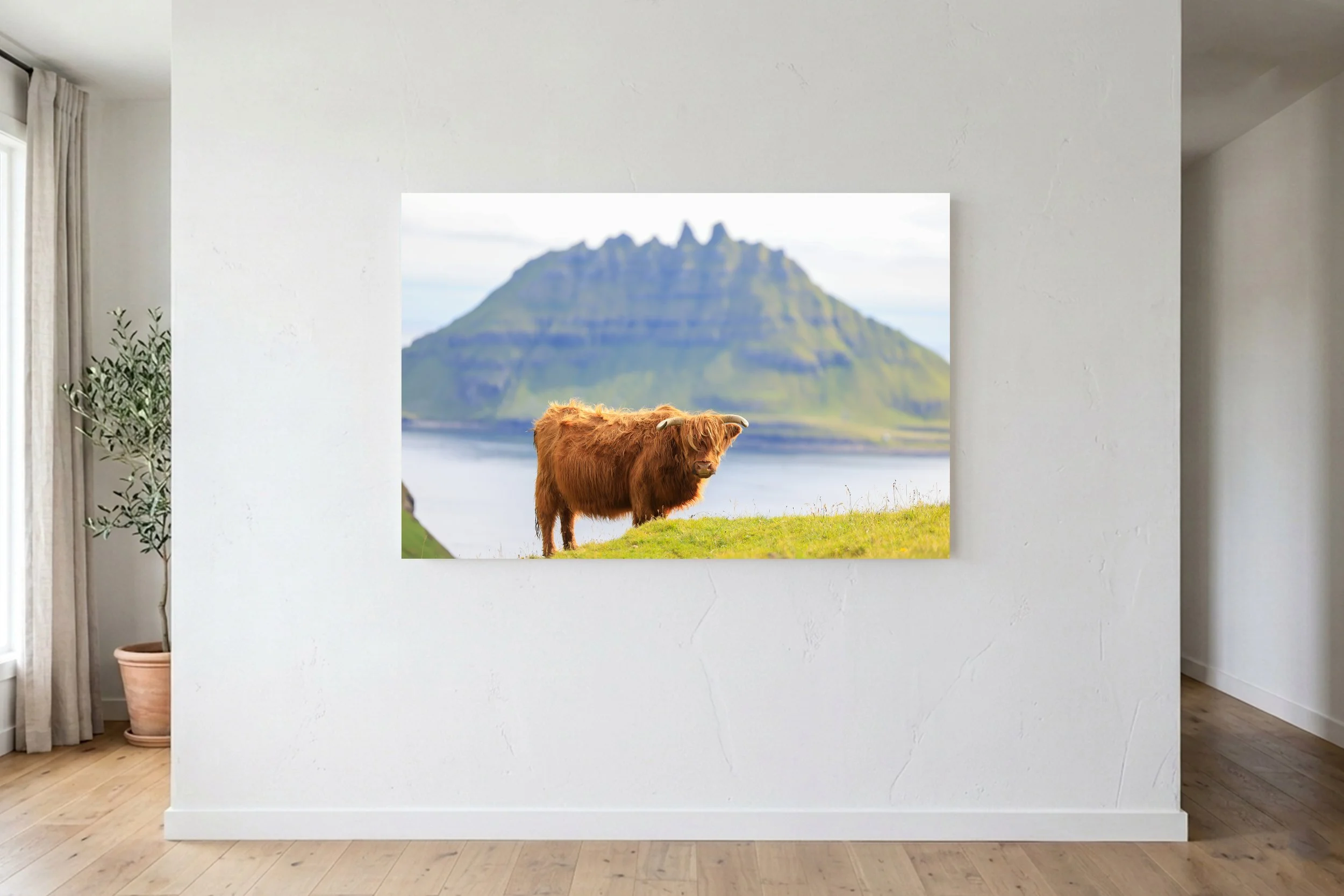 Highland Cow In The Faroes On Wall.jpg