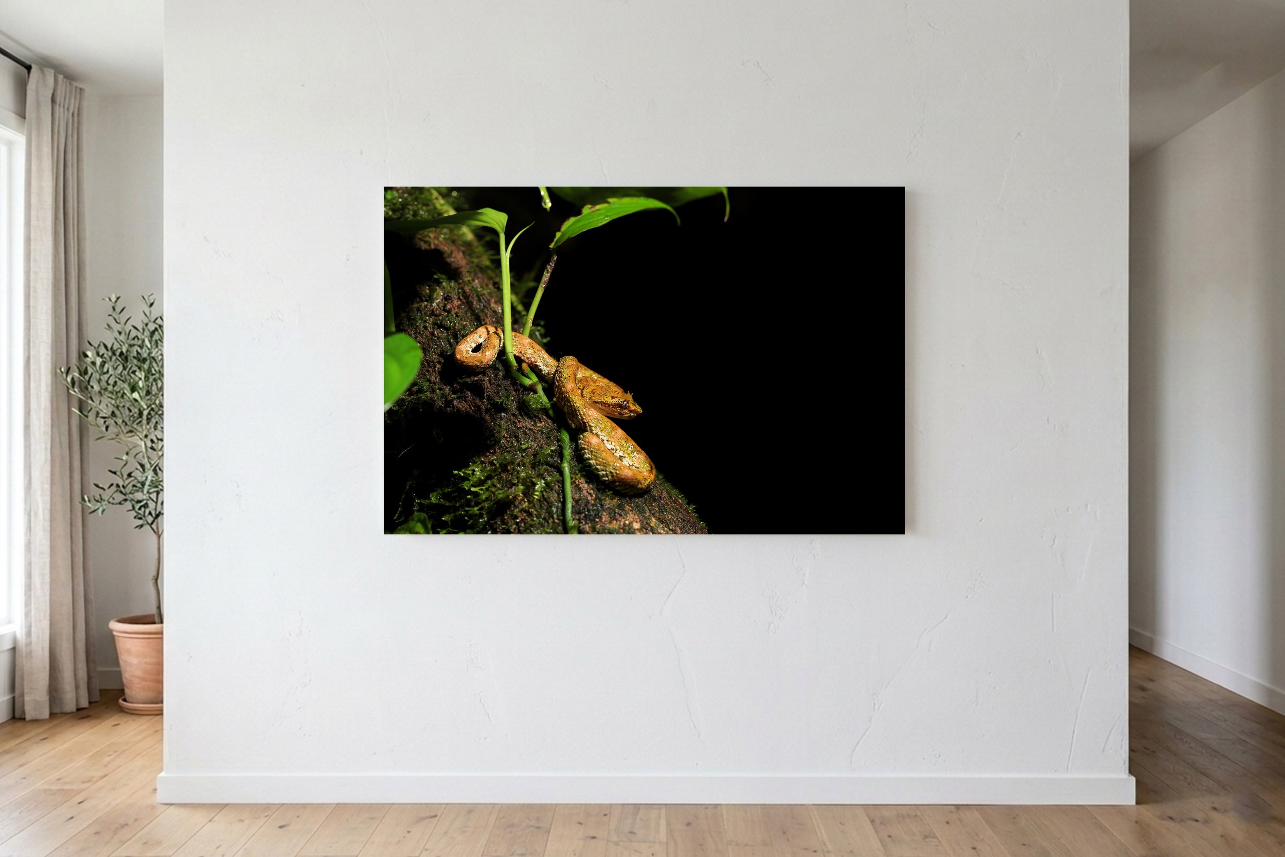 Eyelash Viper