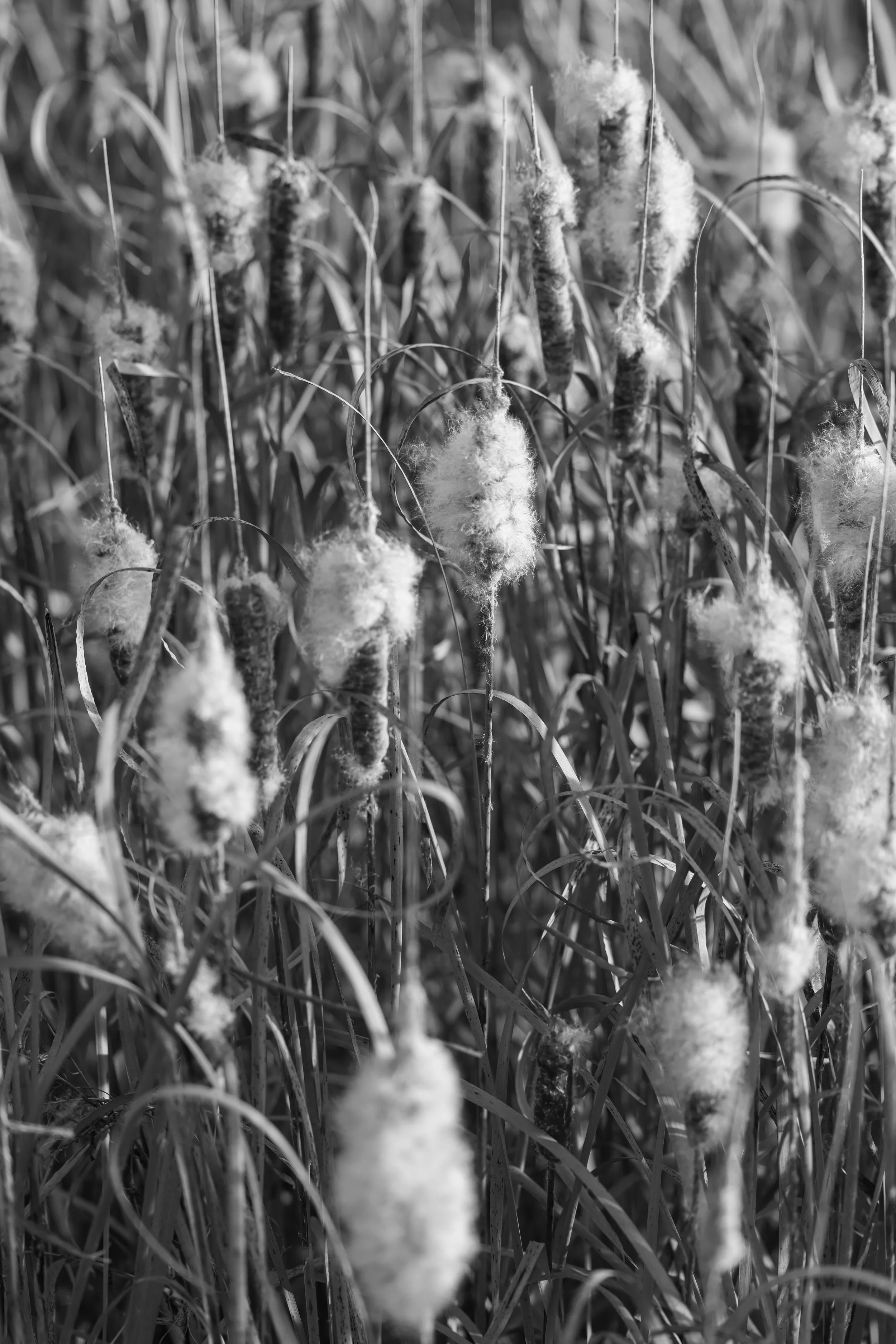 Broadleaf Cattail - B&W.jpg