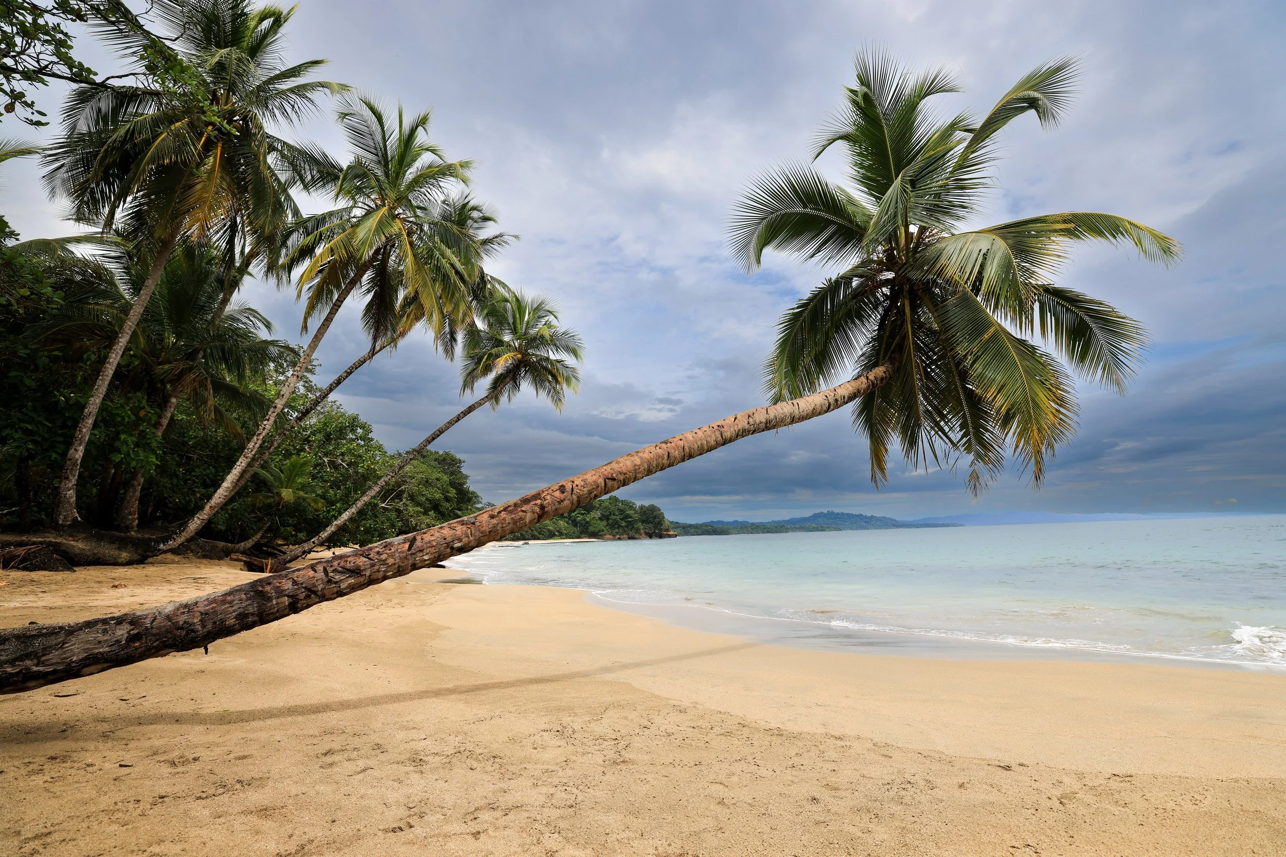 Leaning Palm
