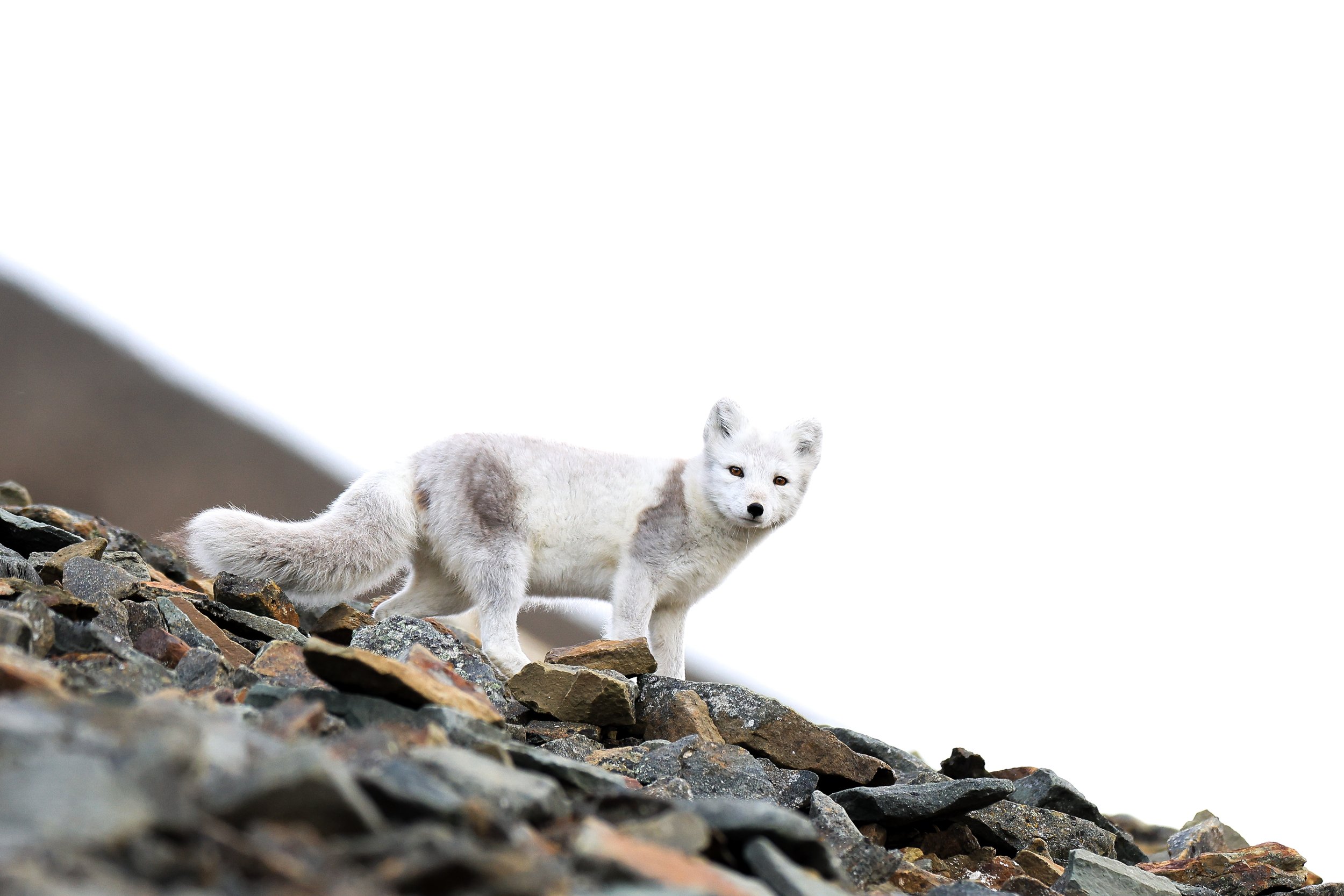 Arctic Fox.jpg