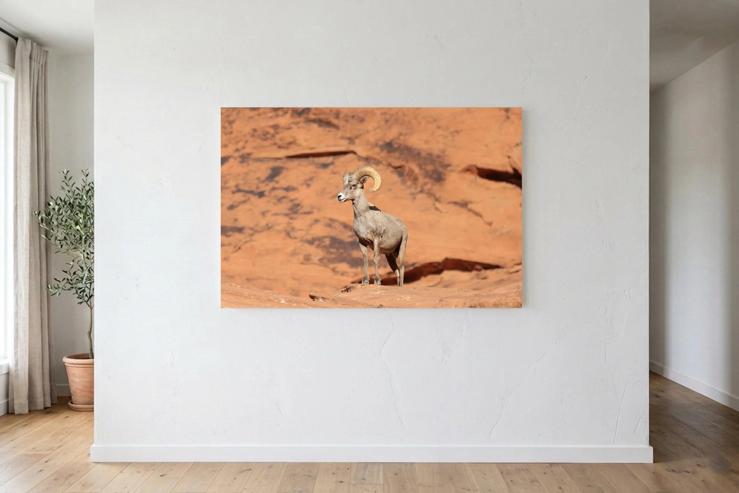 Desert Sheep