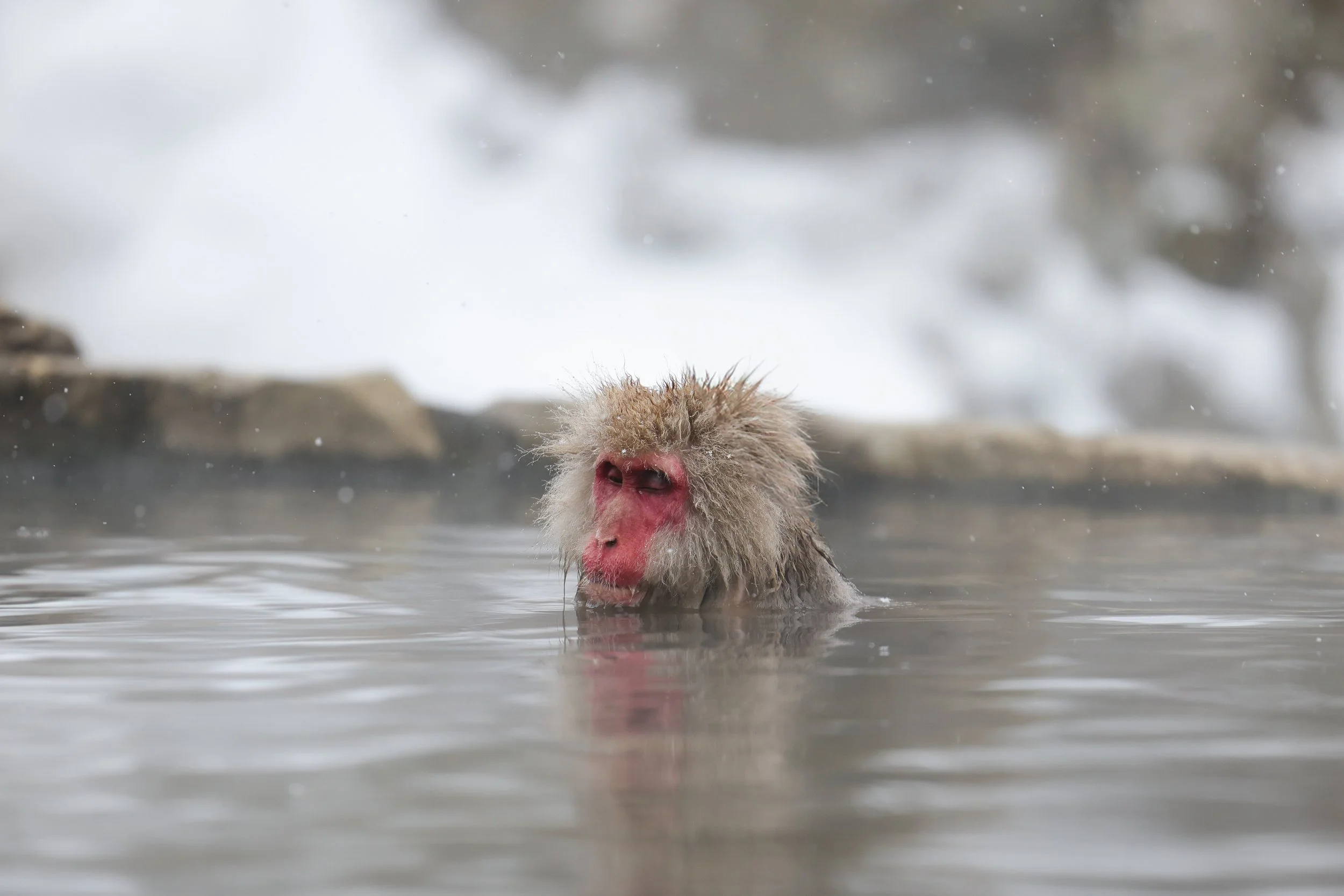 Snow Monkey