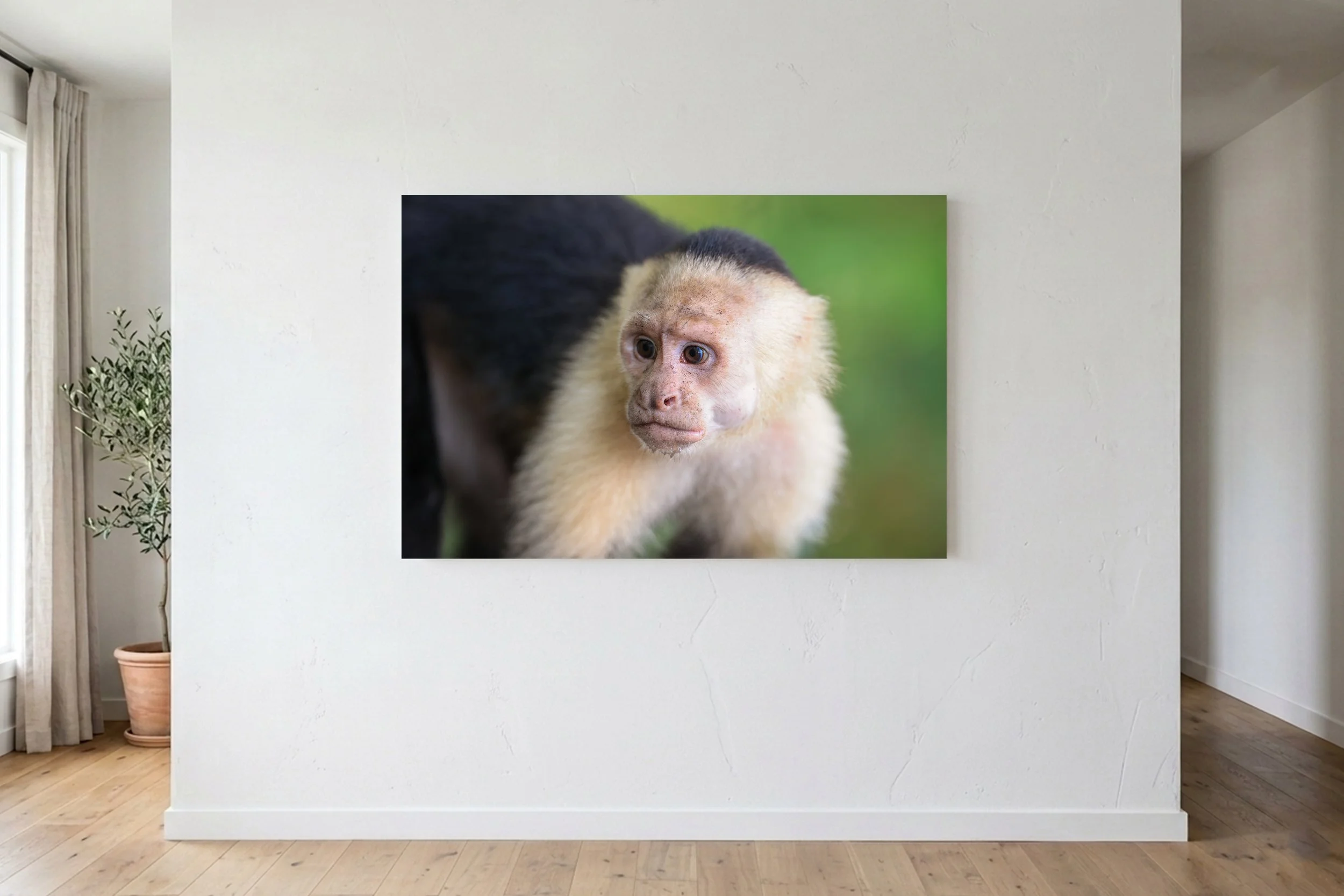 Capuchin