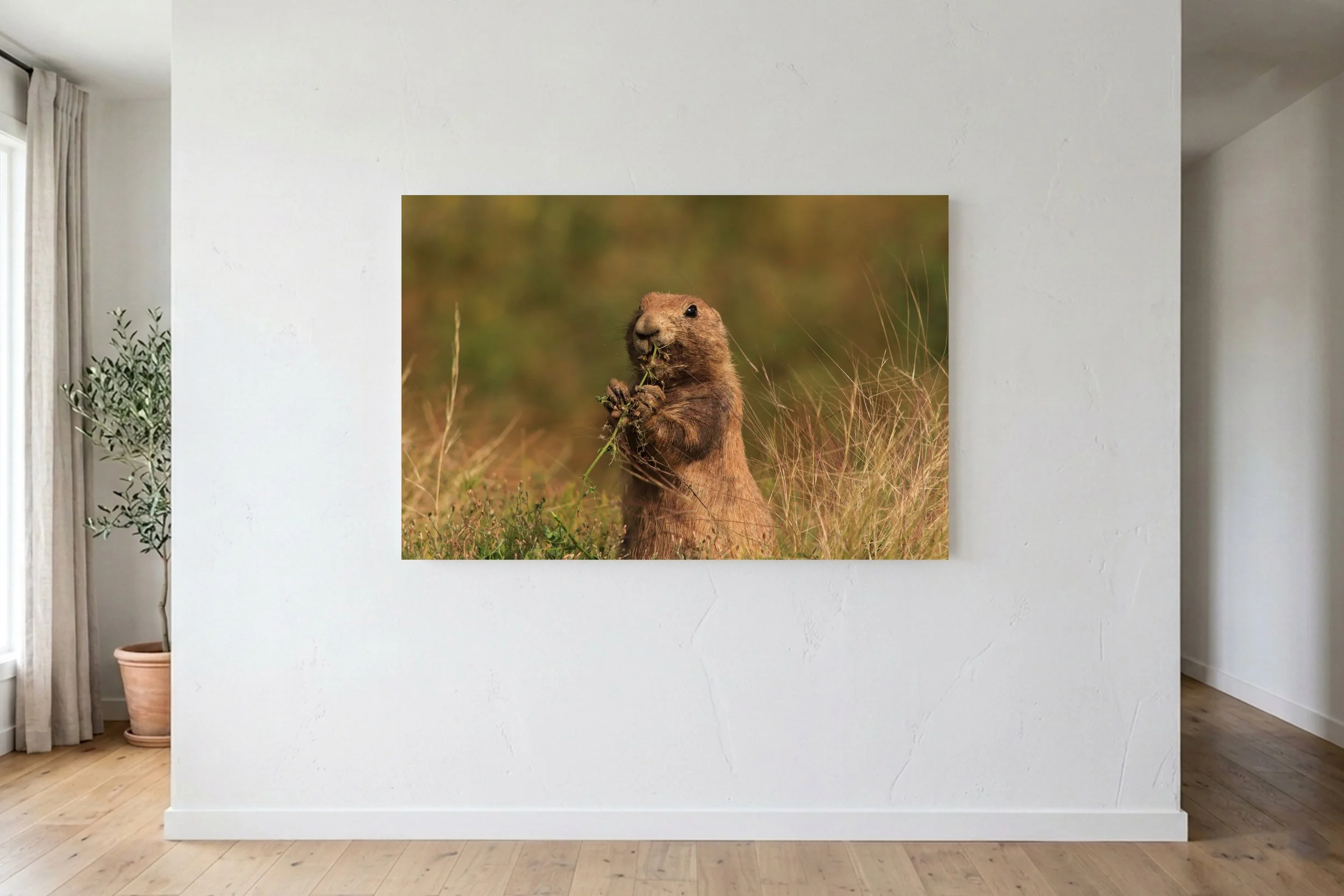 Prairie Dog