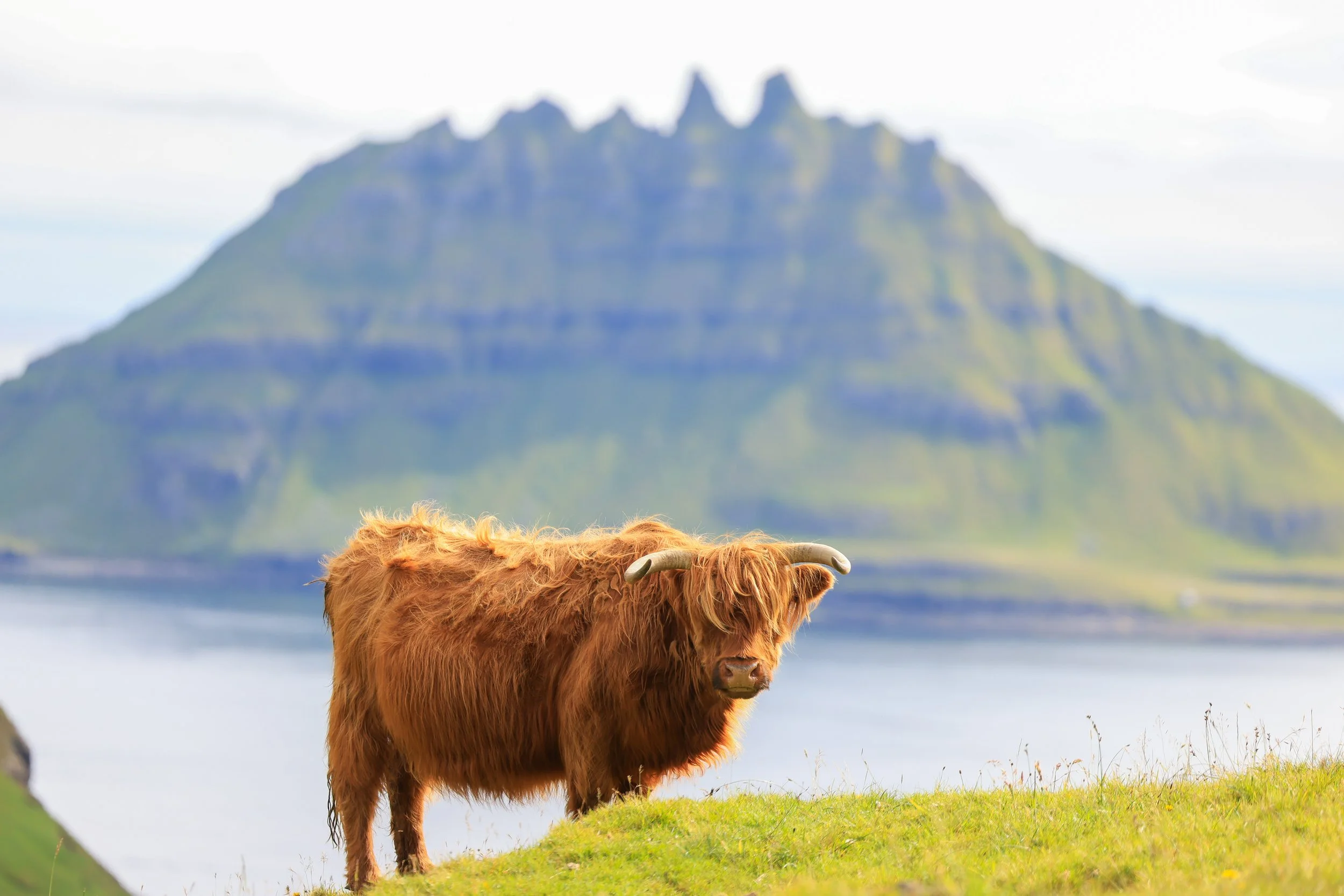 Highland Cow In The Faroes