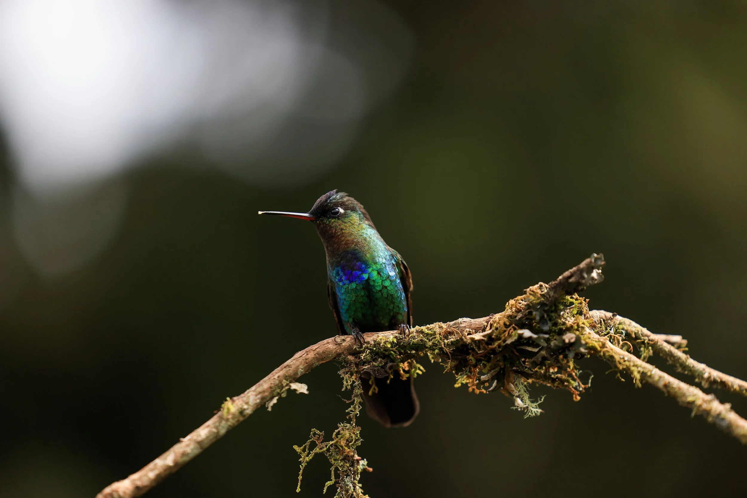 Costa Rica Hummingbird