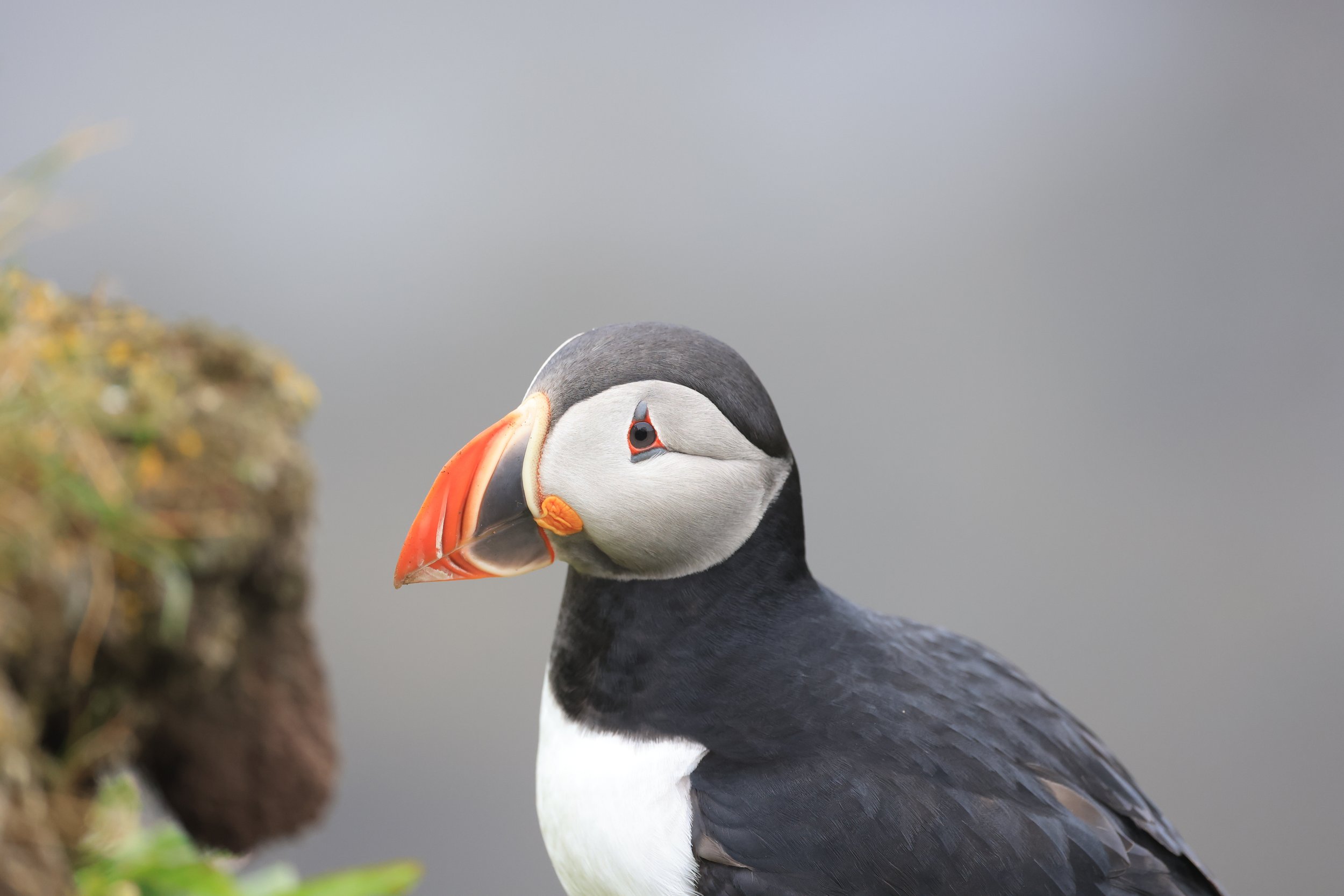 Iceland Puffin.jpg