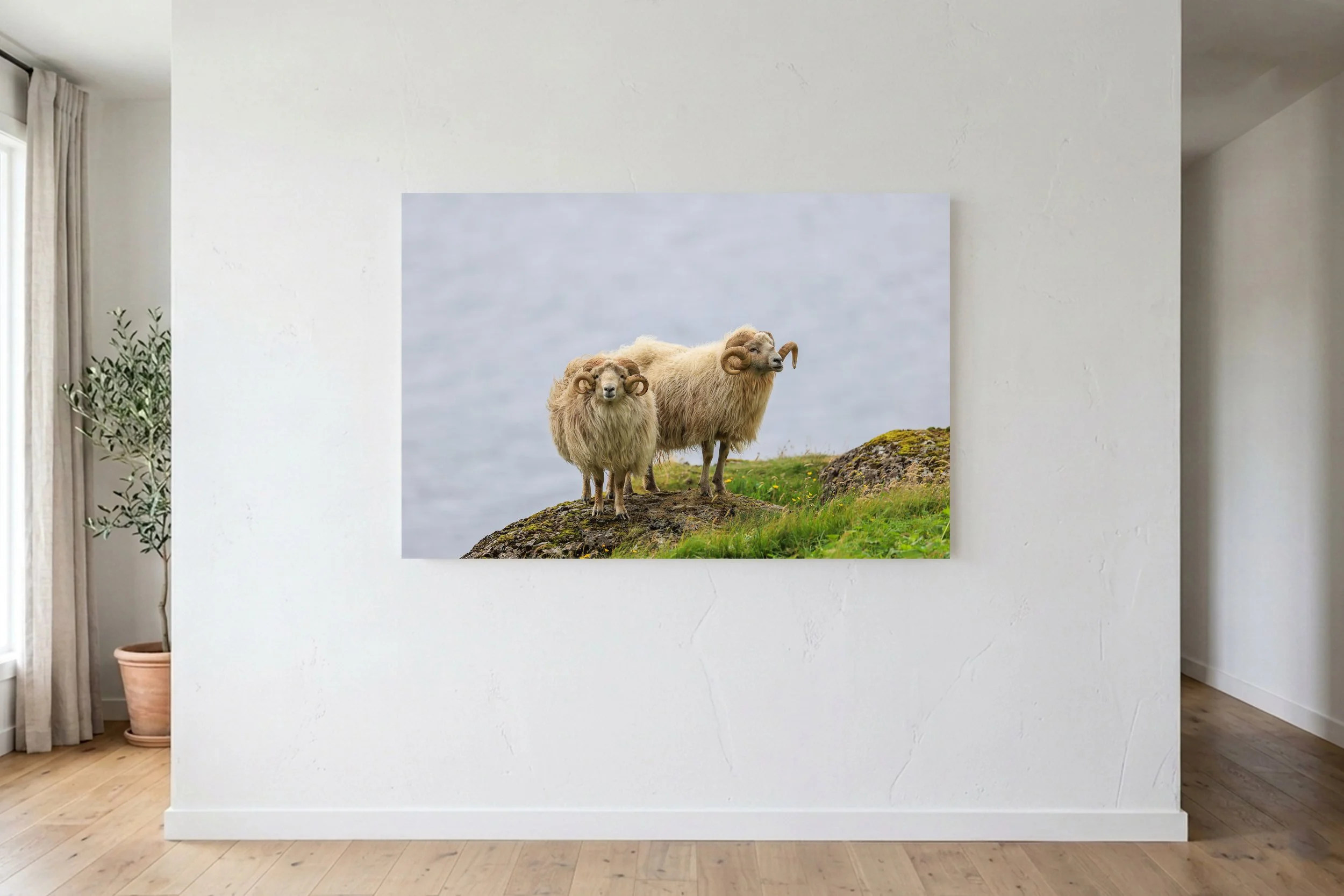 Faroe Sheep