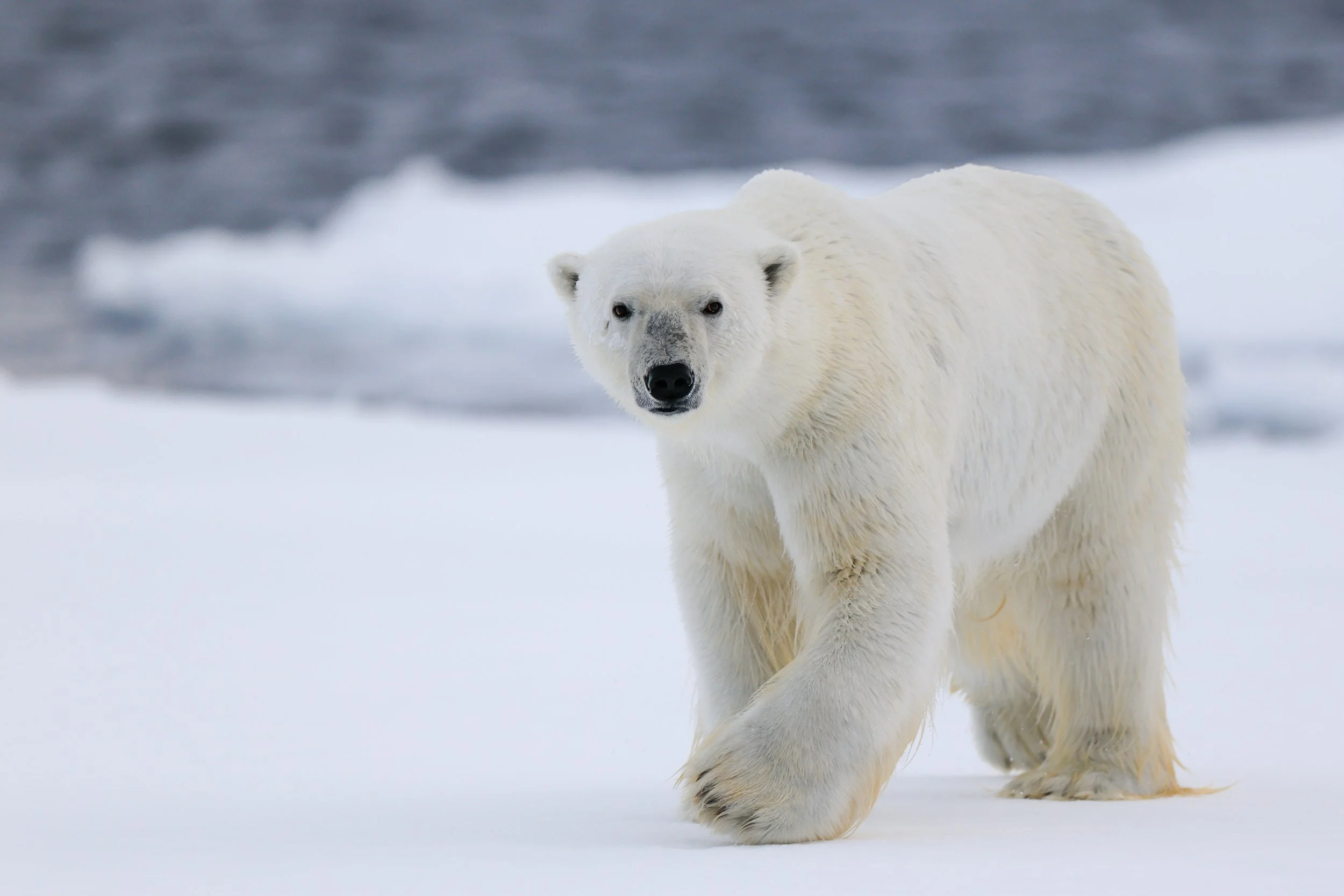 King of The Arctic