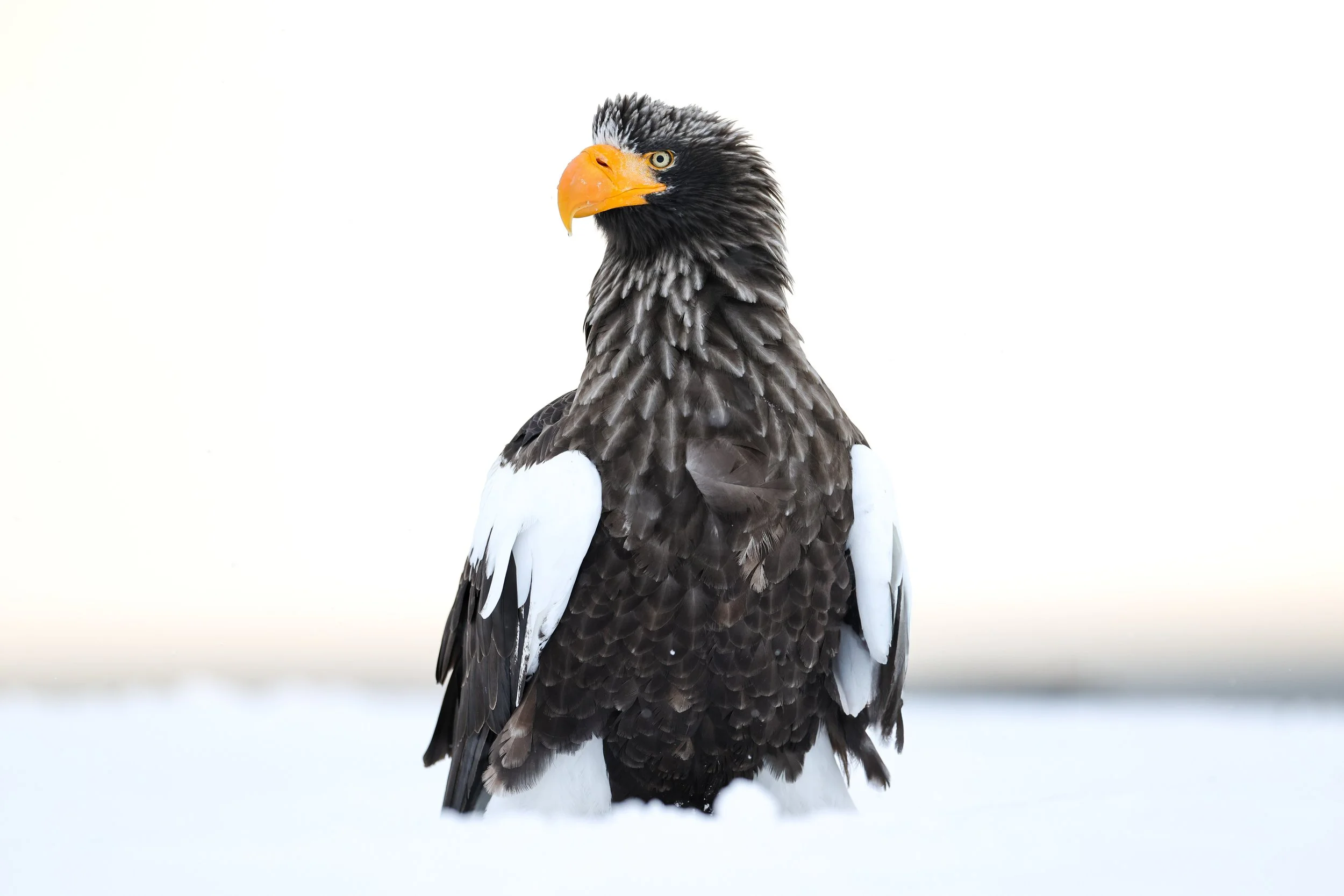 Stellars Sea Eagle
