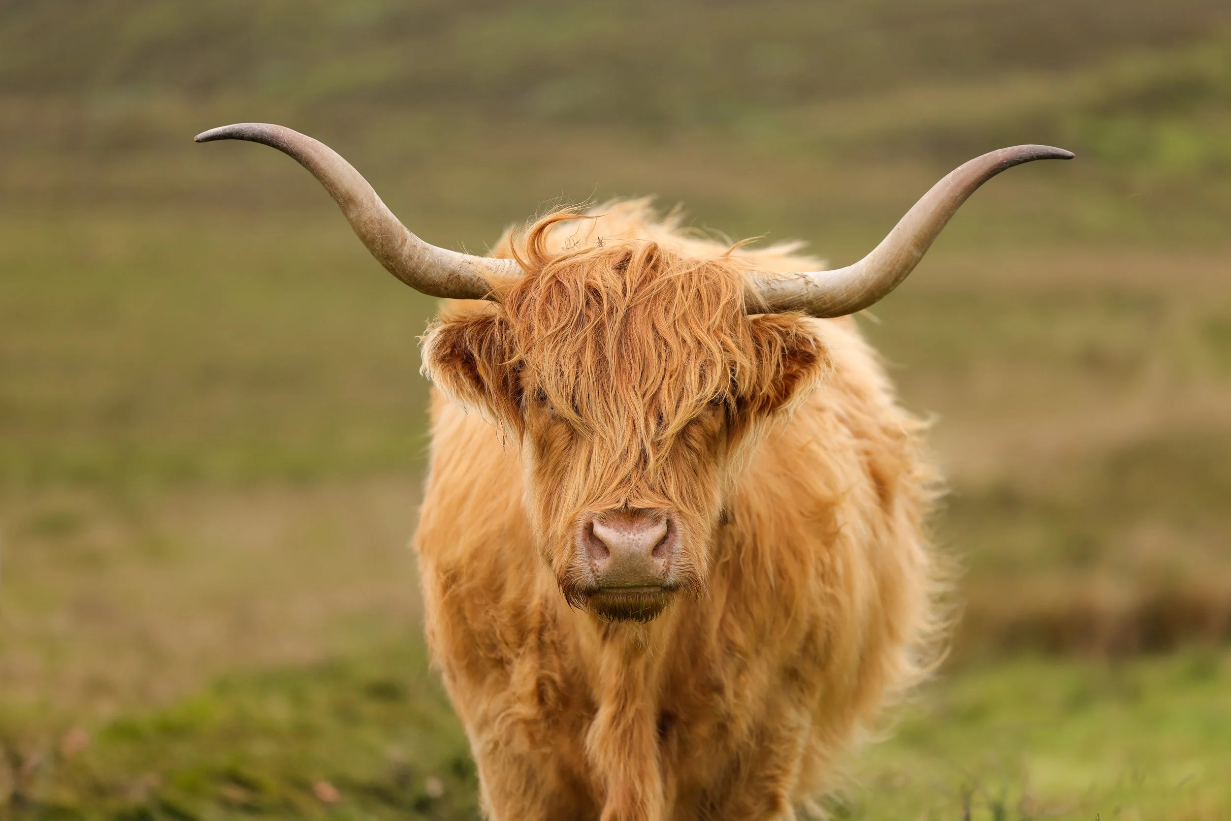 Highland Cow.jpg