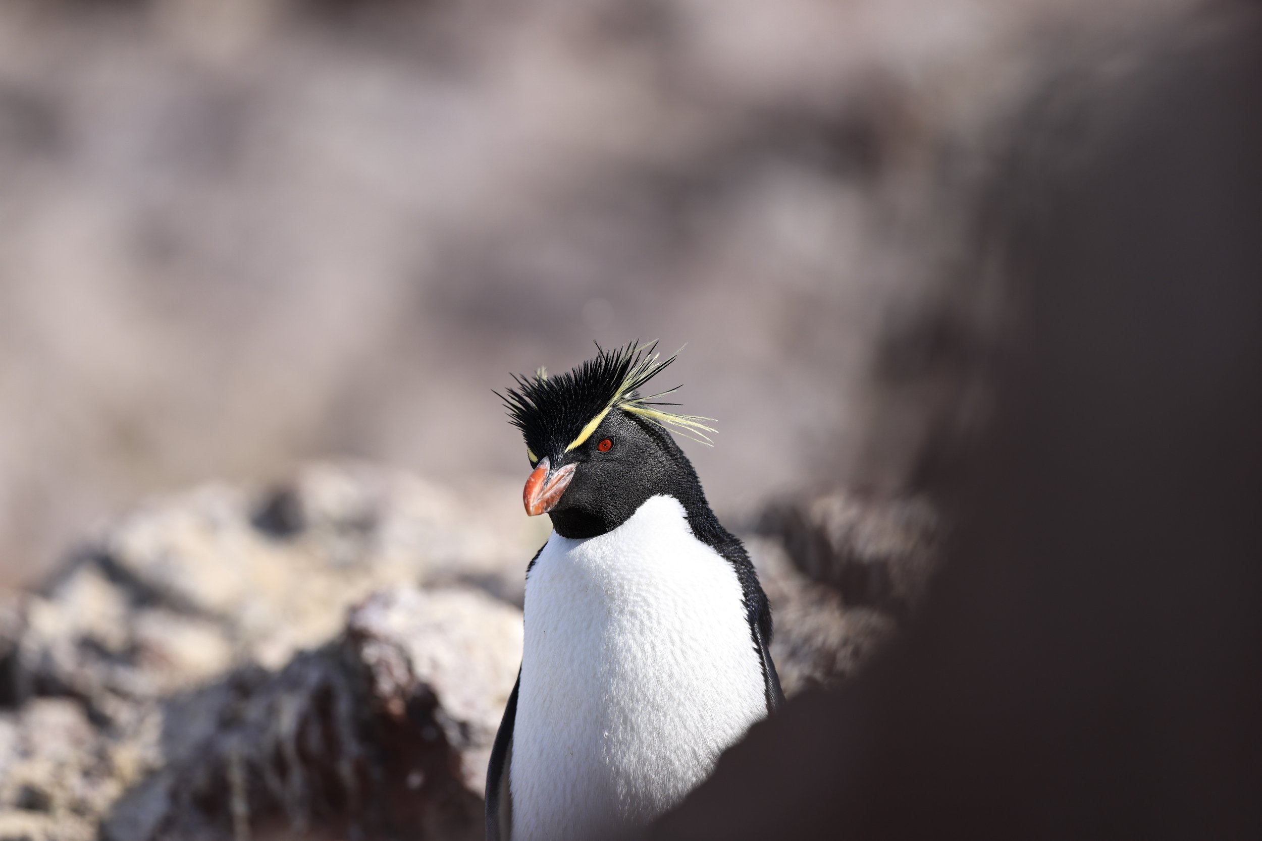 Rockhopper Smolder