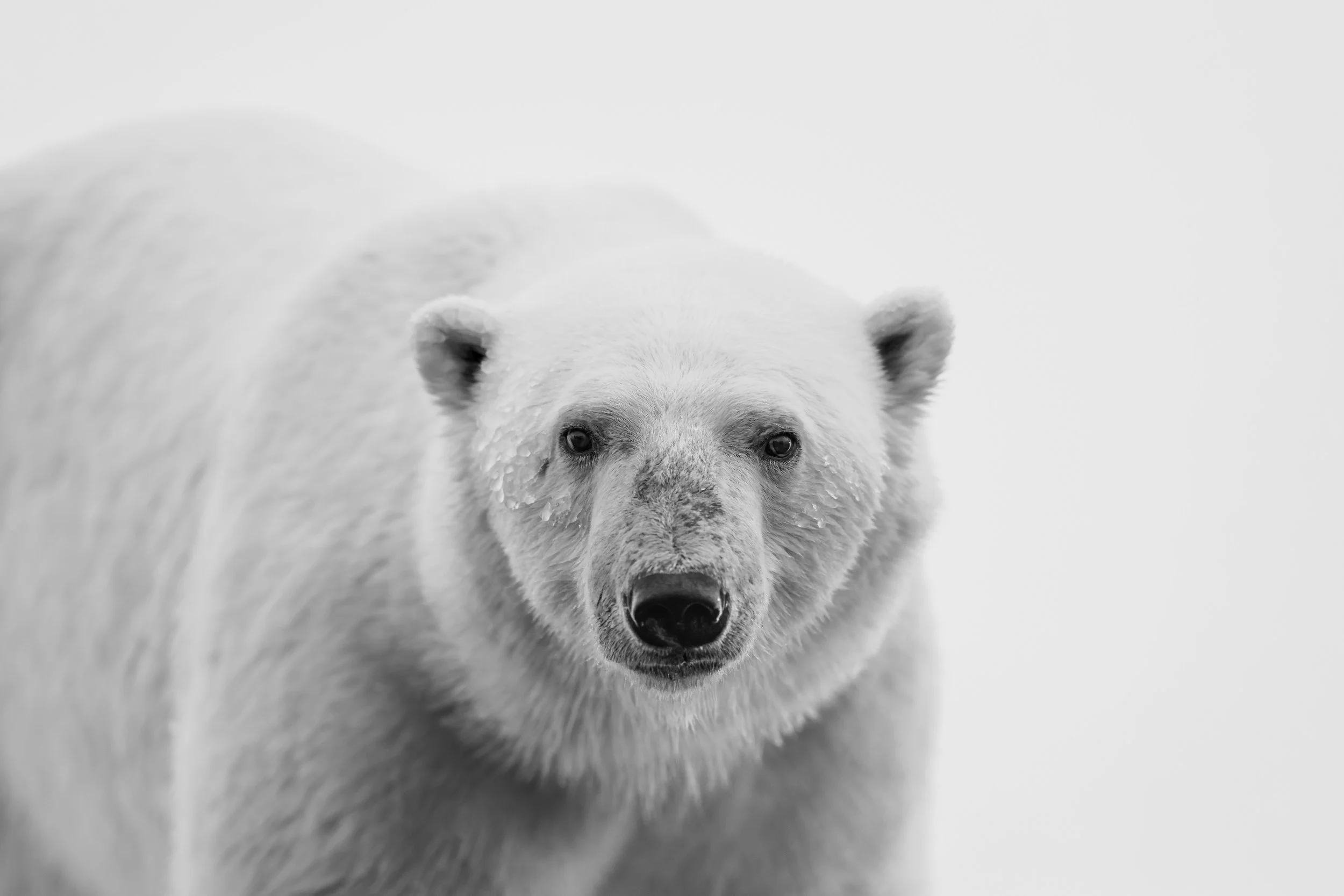Polar Bear B&W.jpg