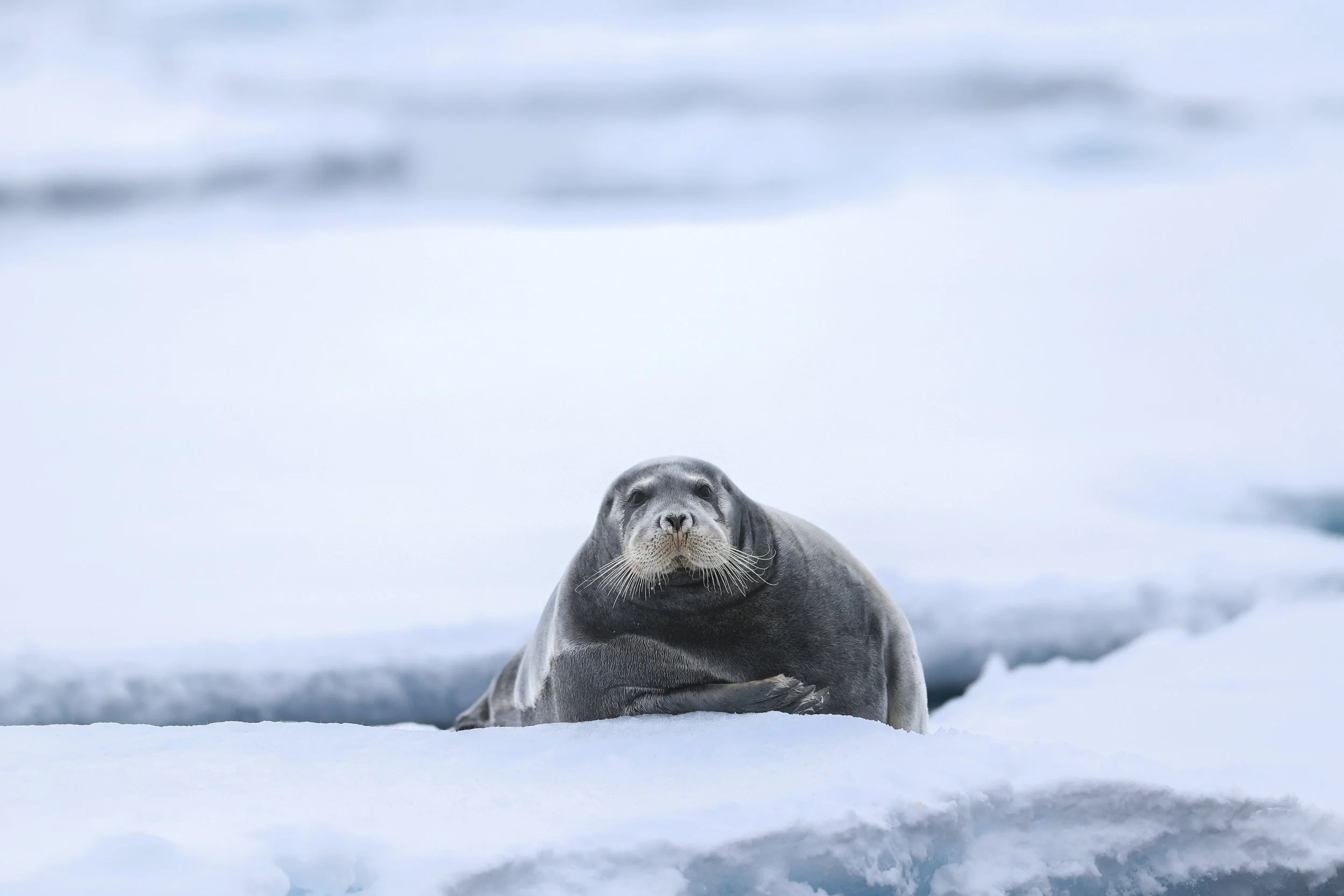 Bearded Seal On Ice