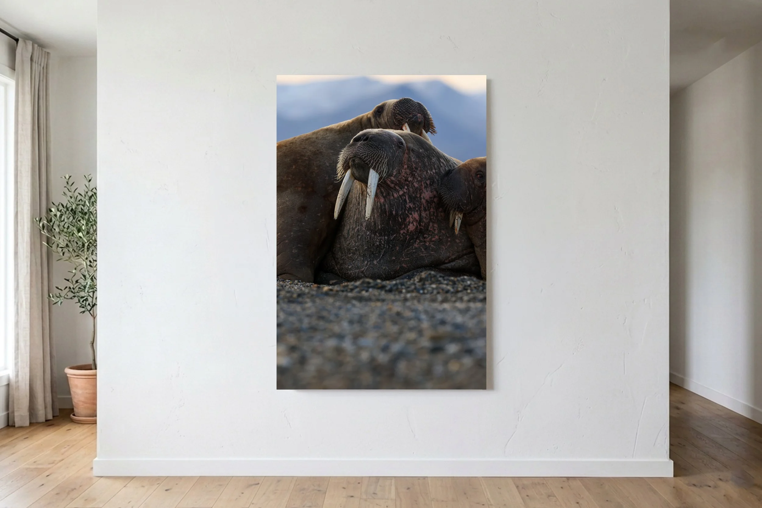 Walrus